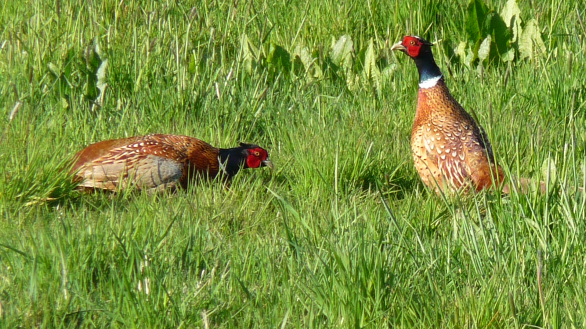 wie is de winnar...?