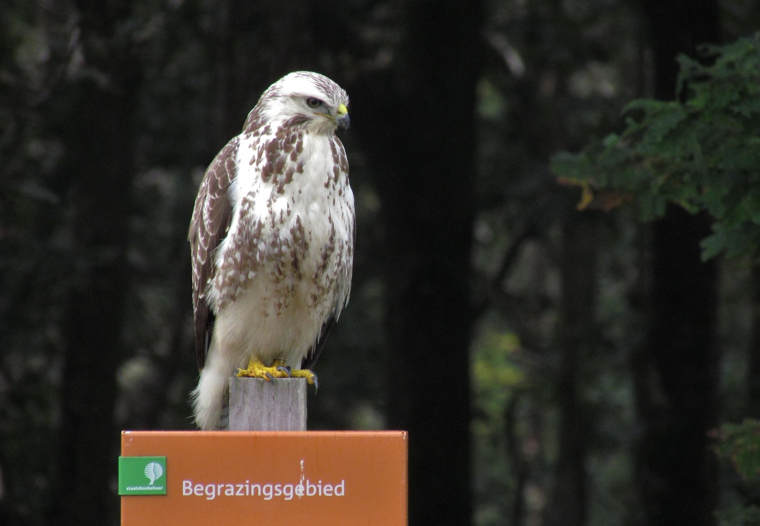 Buizerd