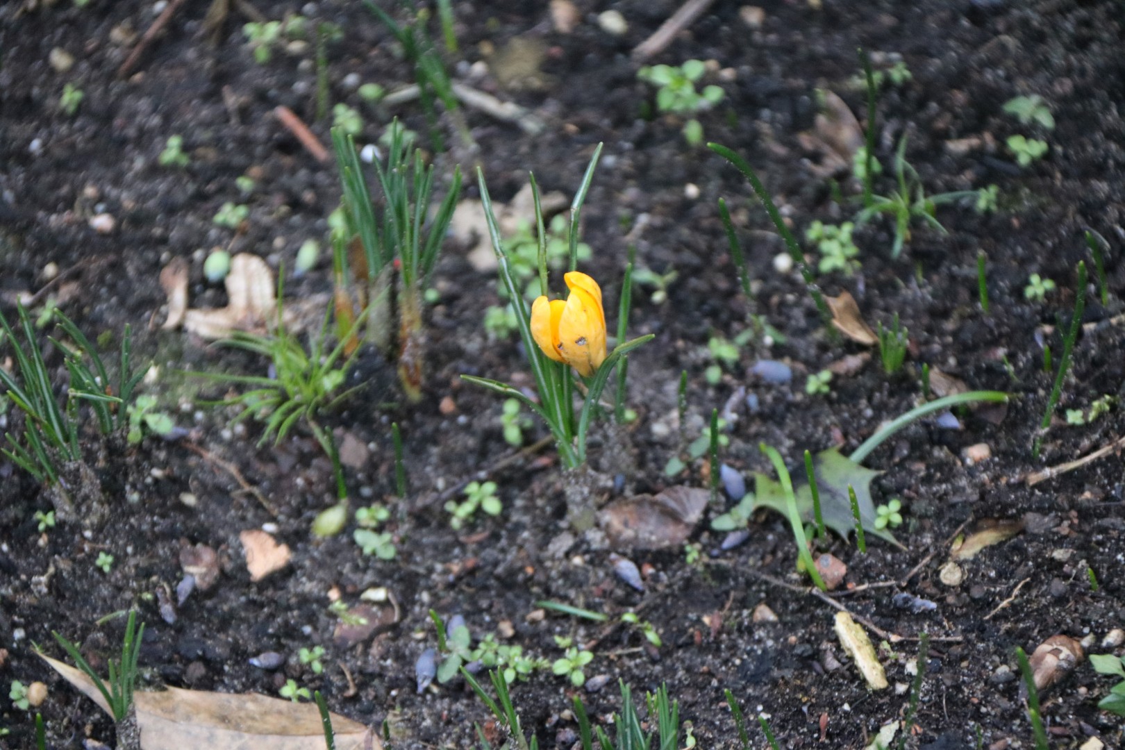 Mijn eerste crocus