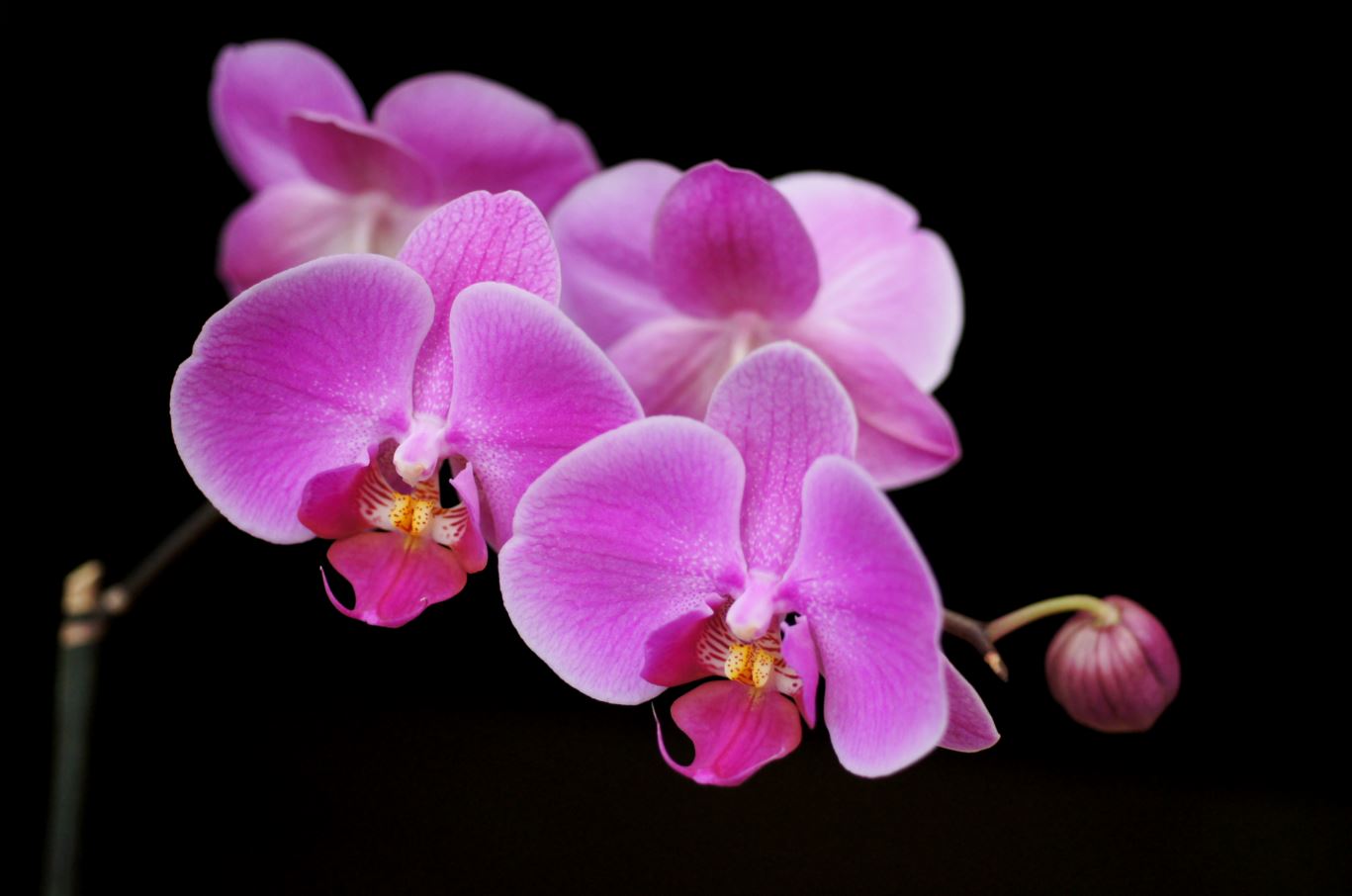 phalaenopsis