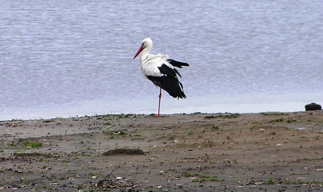 Kijk mama, ik kan op één been staan.