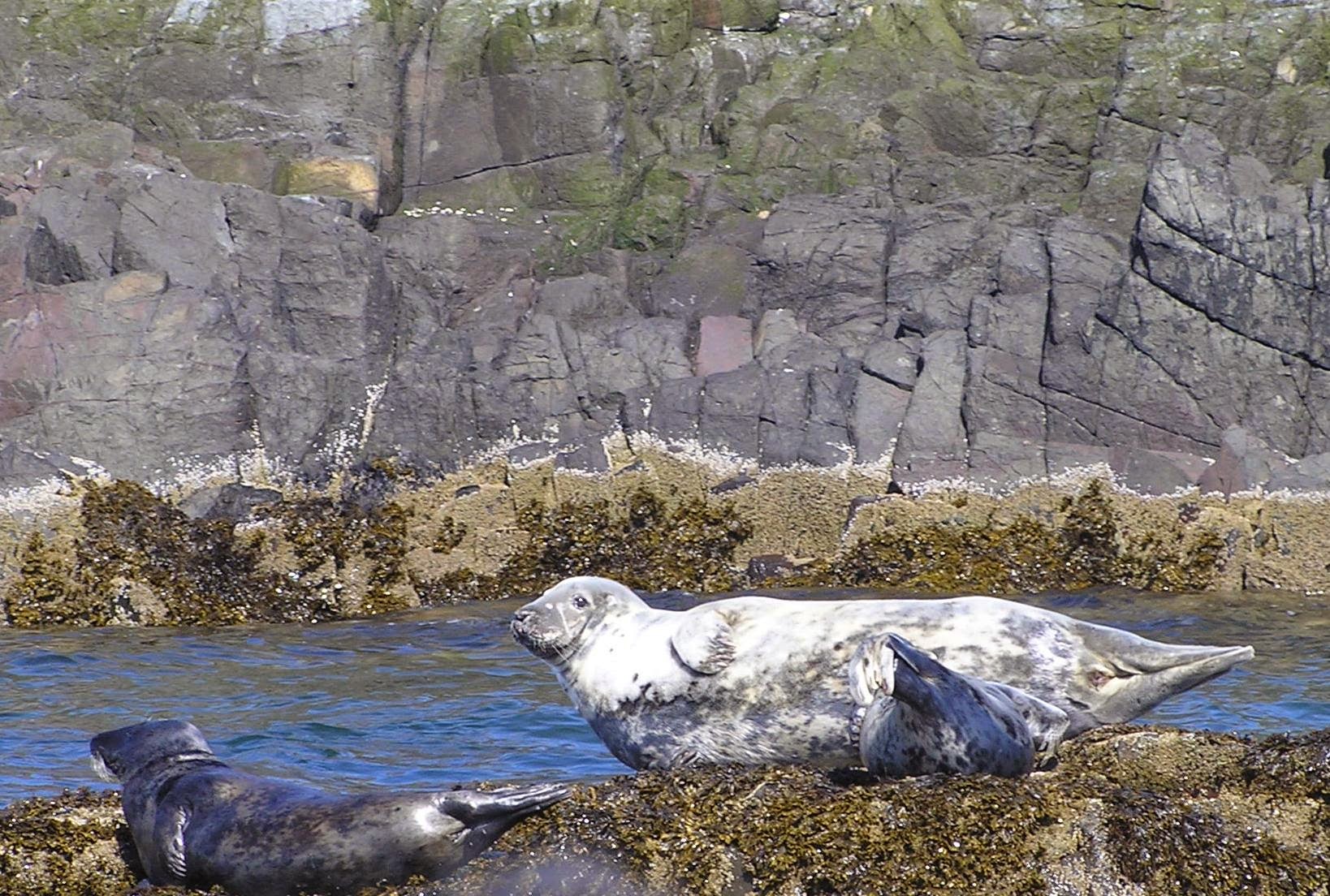 Grijze zeehonden rusten uit.