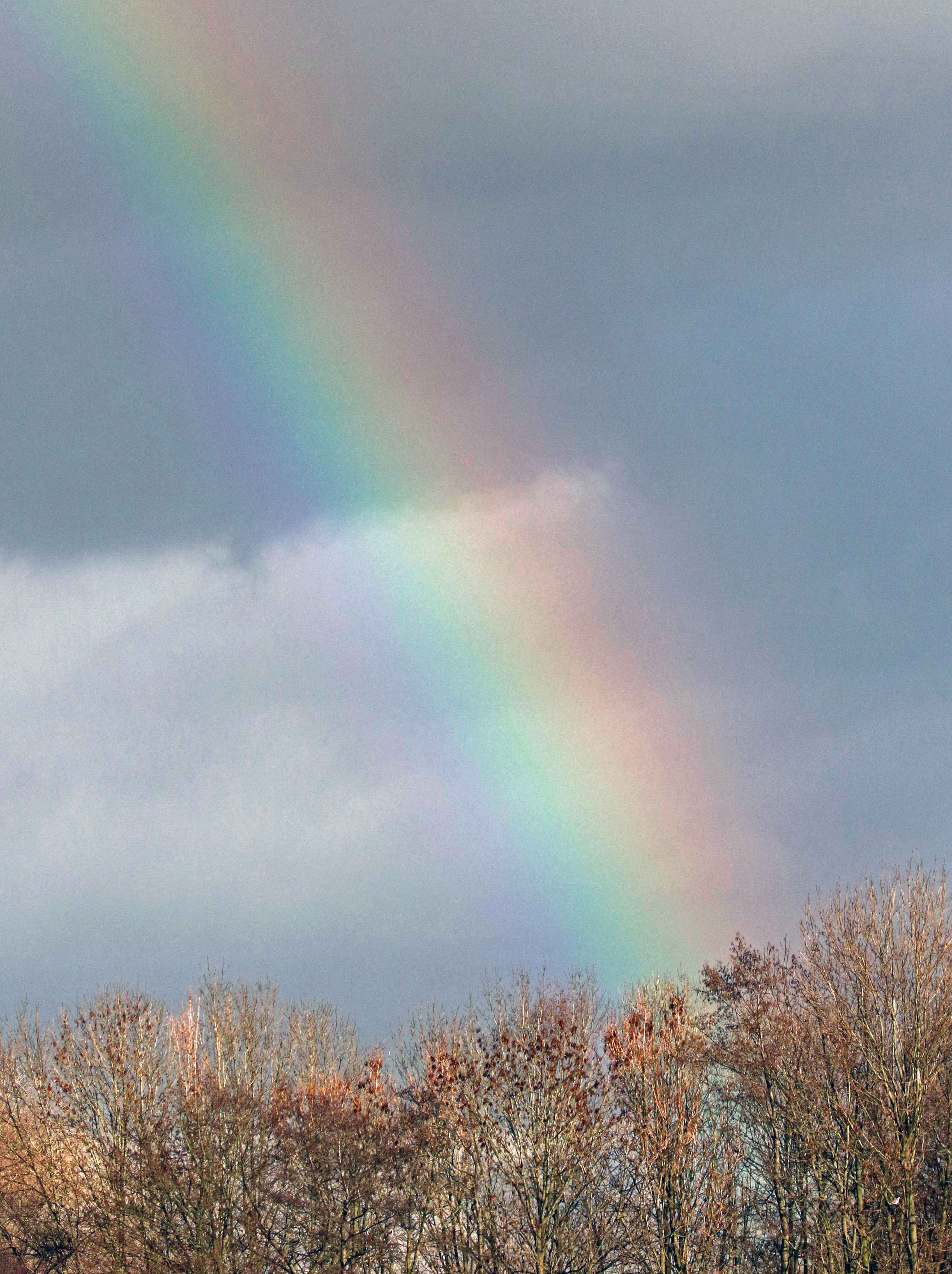 Regenboog