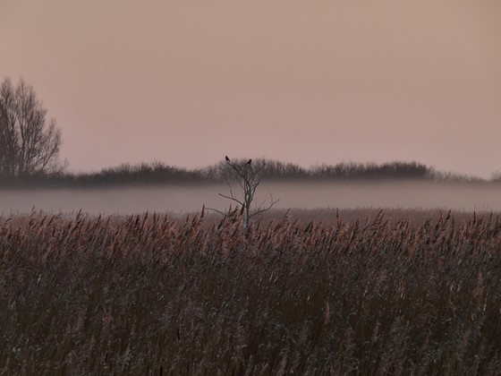 Lauwersmeer gebied in de mist. 