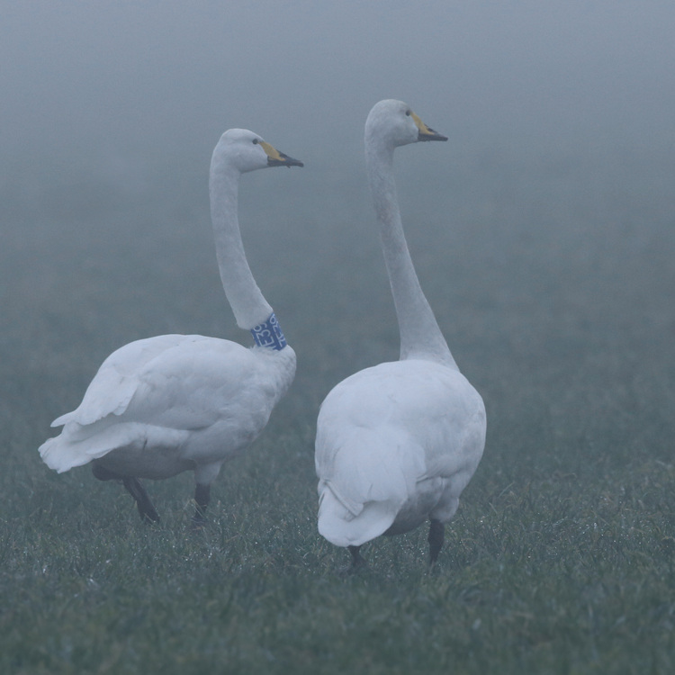 Wild in de mist?