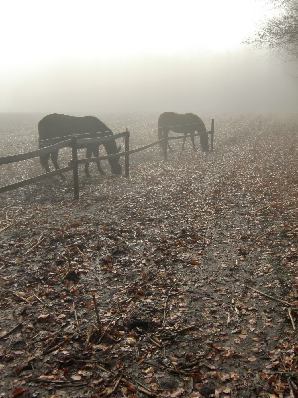 Paarden in de mist
