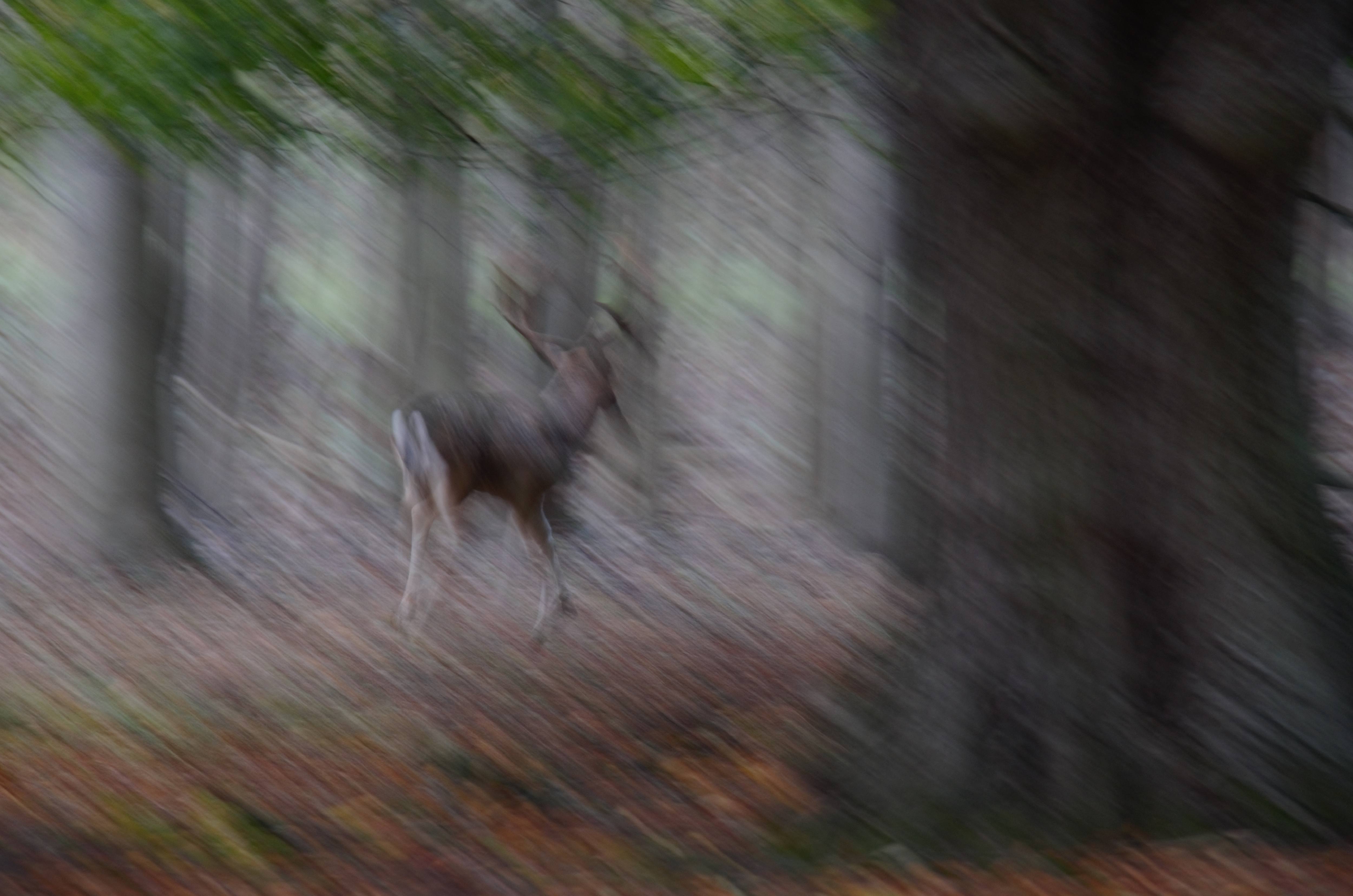 Running Deer