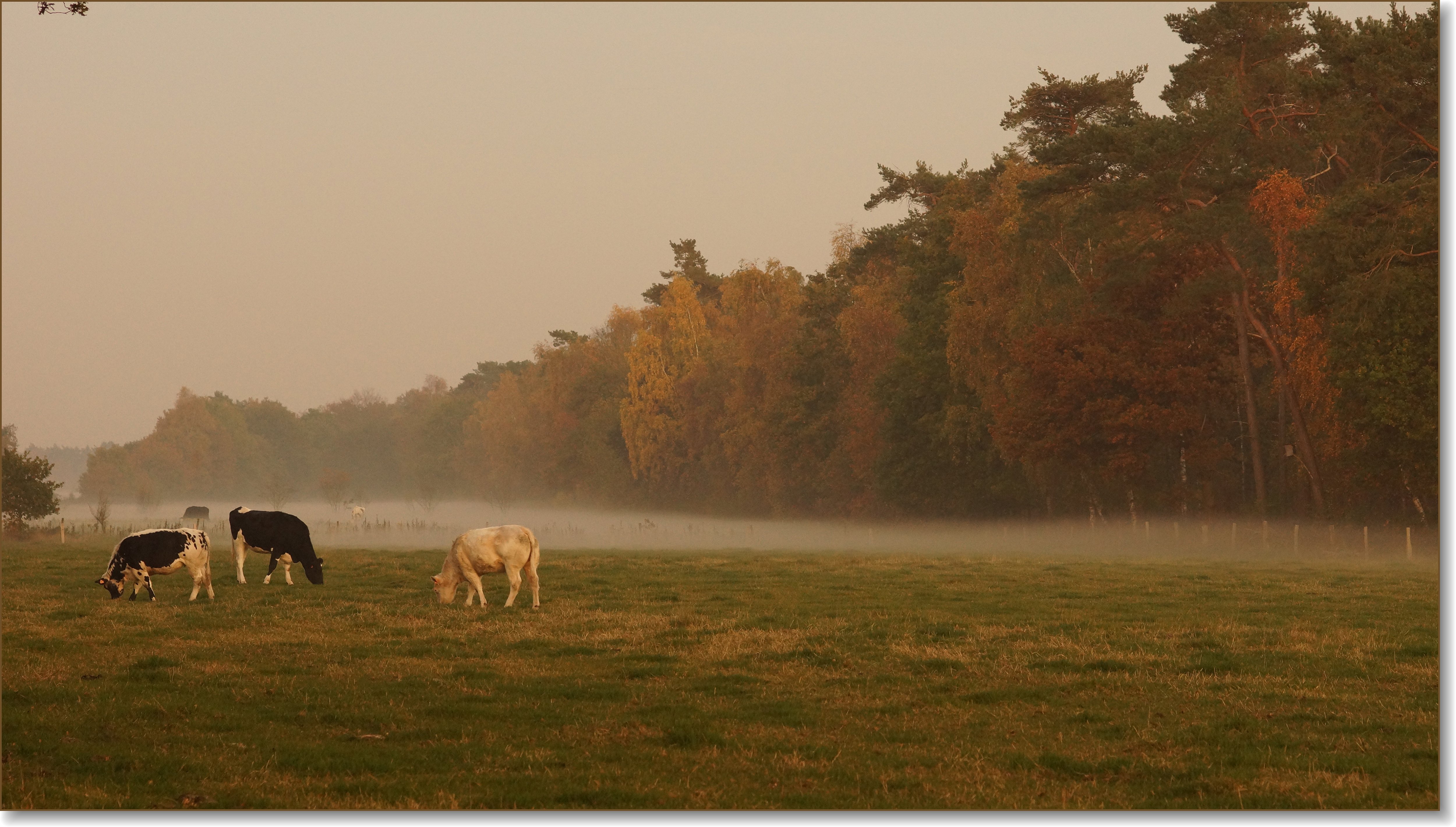 Op de grens