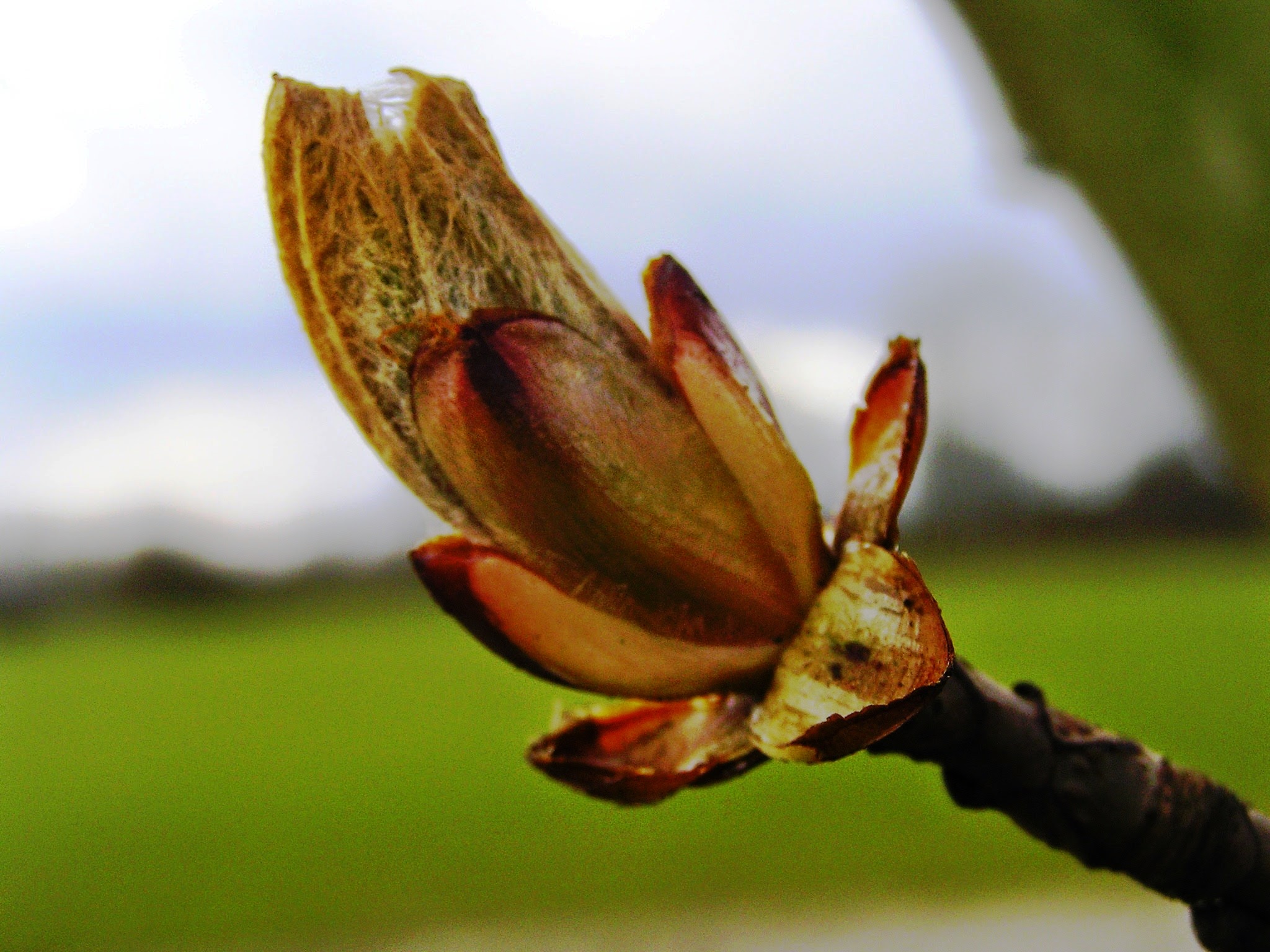 Paardenkastanje in de knop
