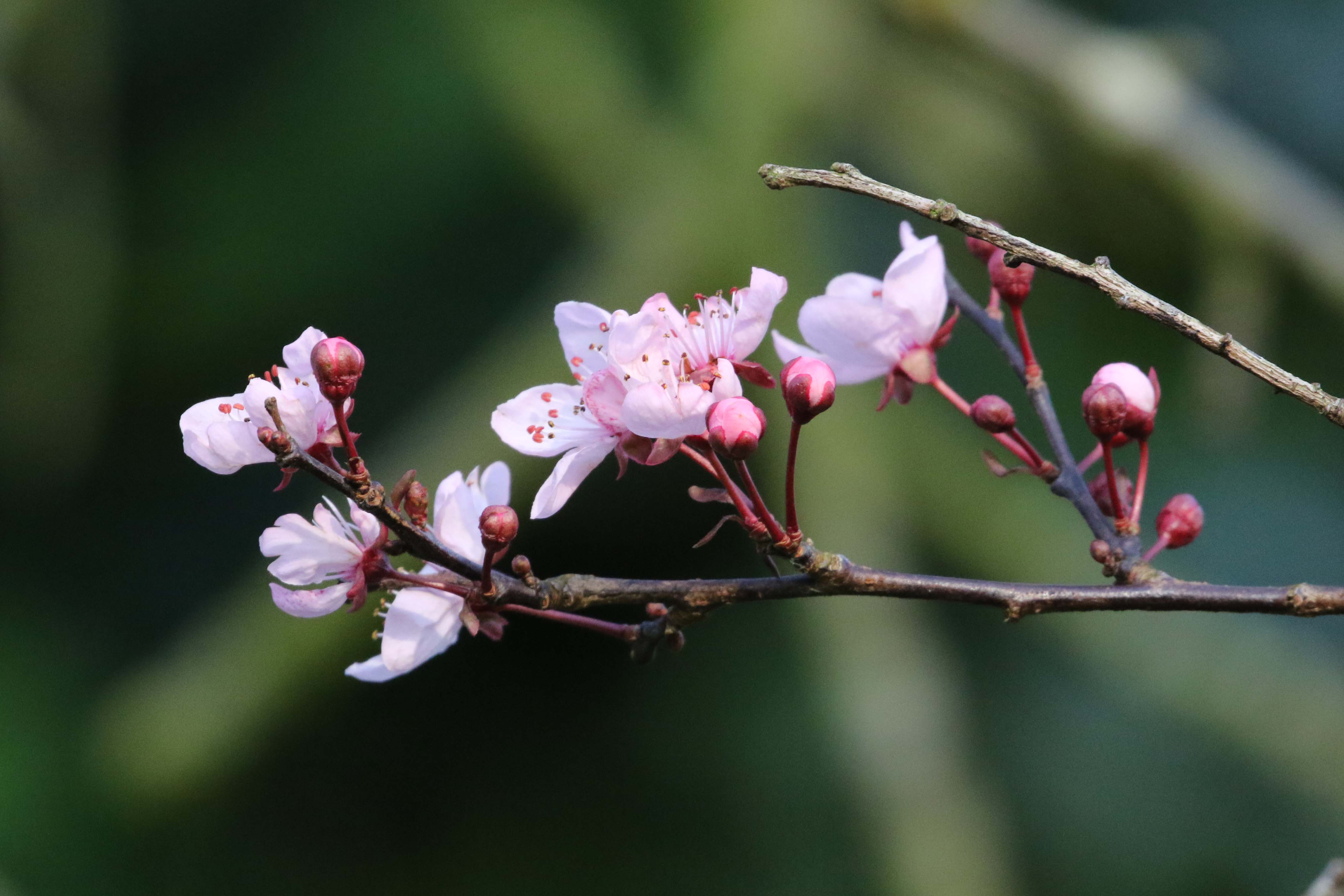 Prunus