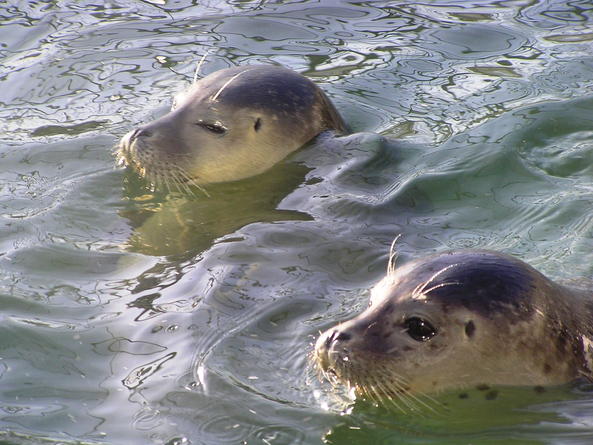 Gewone zeehonden in de Waddenzee