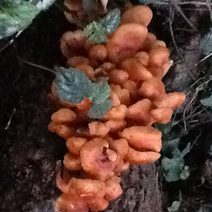 Paddenstoelen 