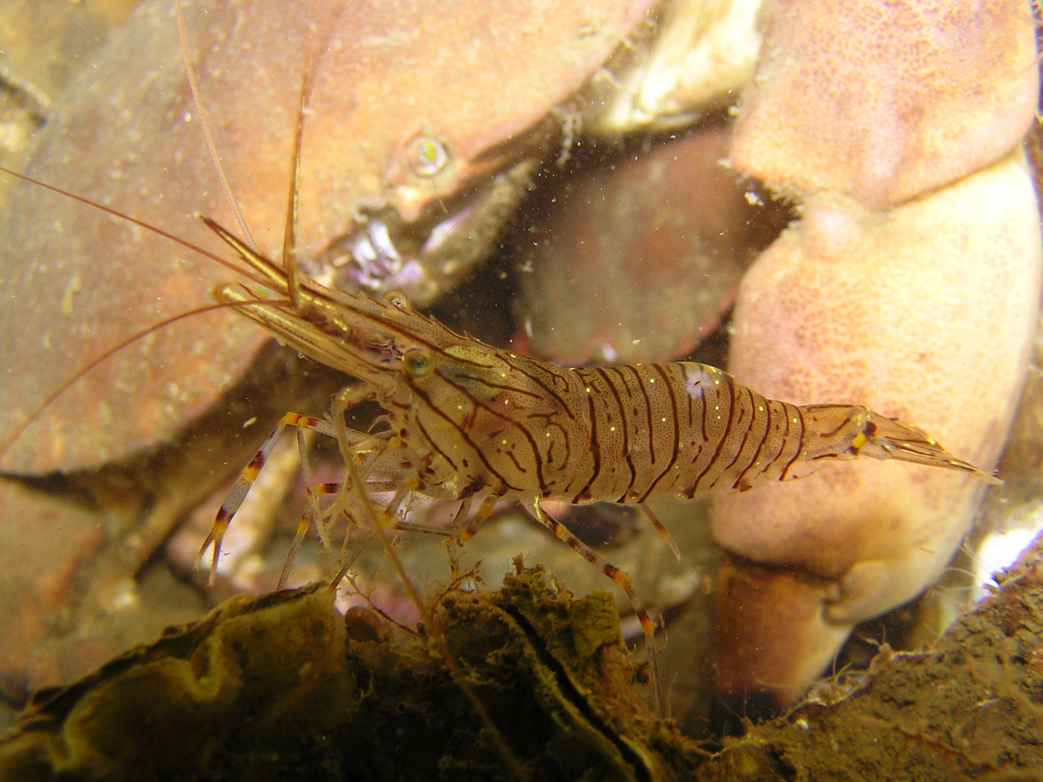Steurgarnaal in het bereik van een Noordzeekrab.