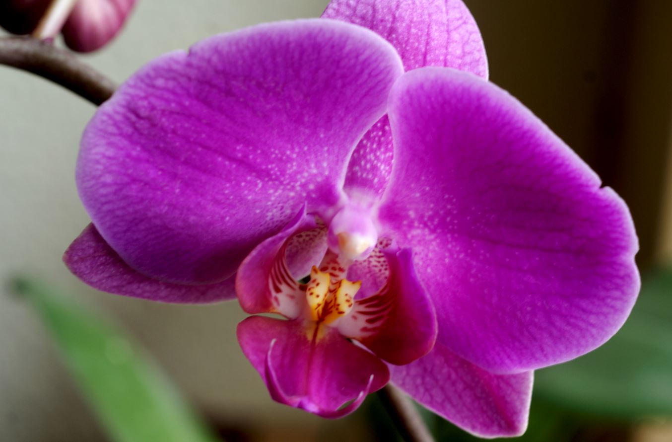 phalaenopsis