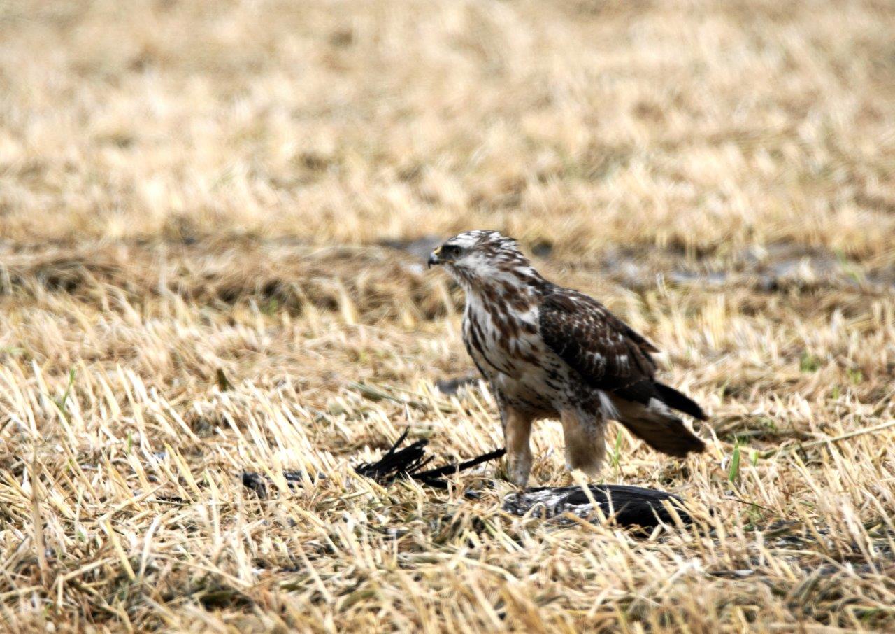 buizerd (ruigpoot)