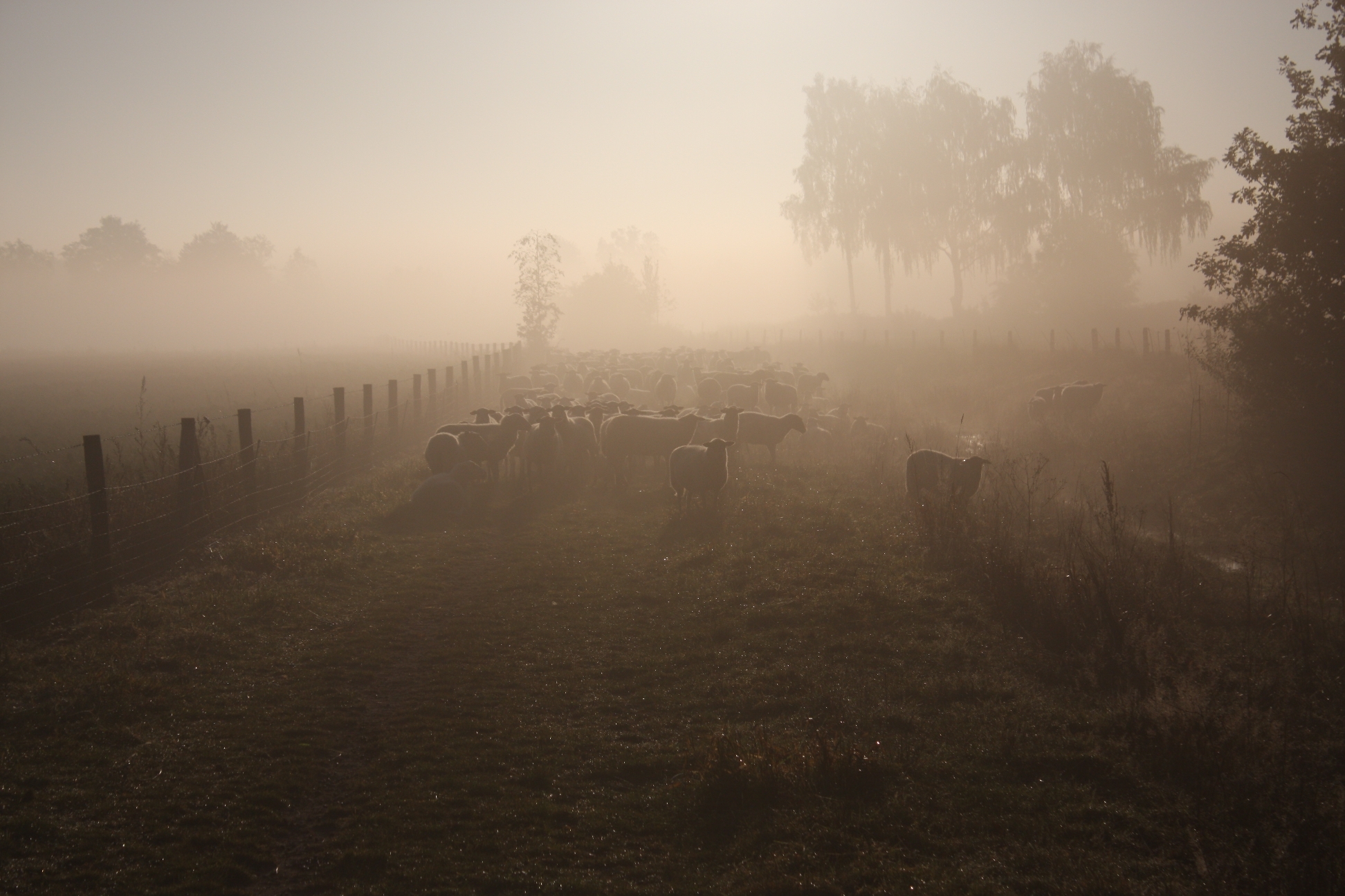 Schaapskudde in het bekken van Groesbeek