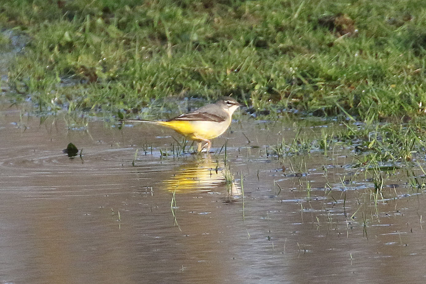 Grote gele kwikstaart