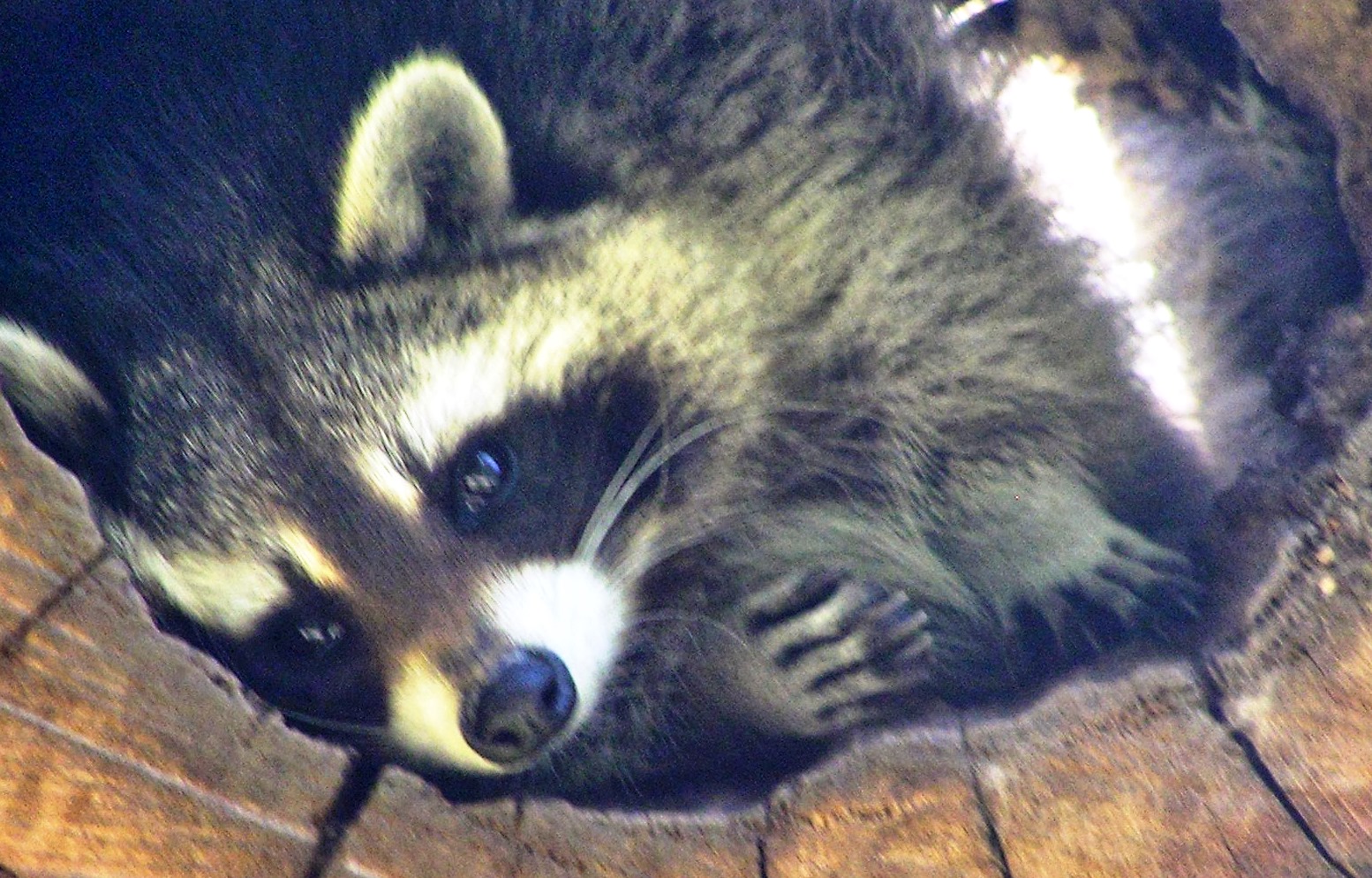 Wasberen... plaag of zegen???