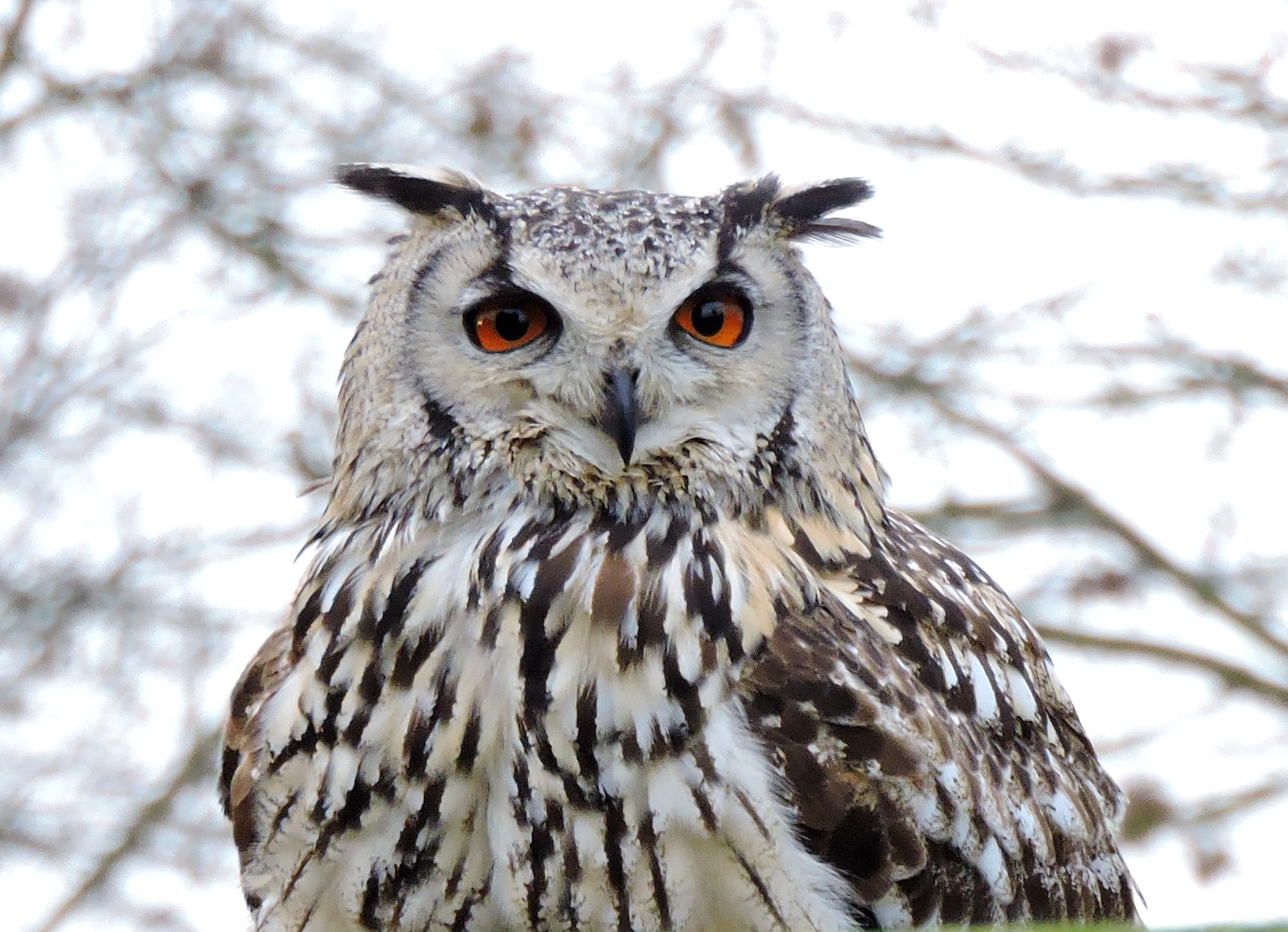 Vogels horen vrij te zijn!