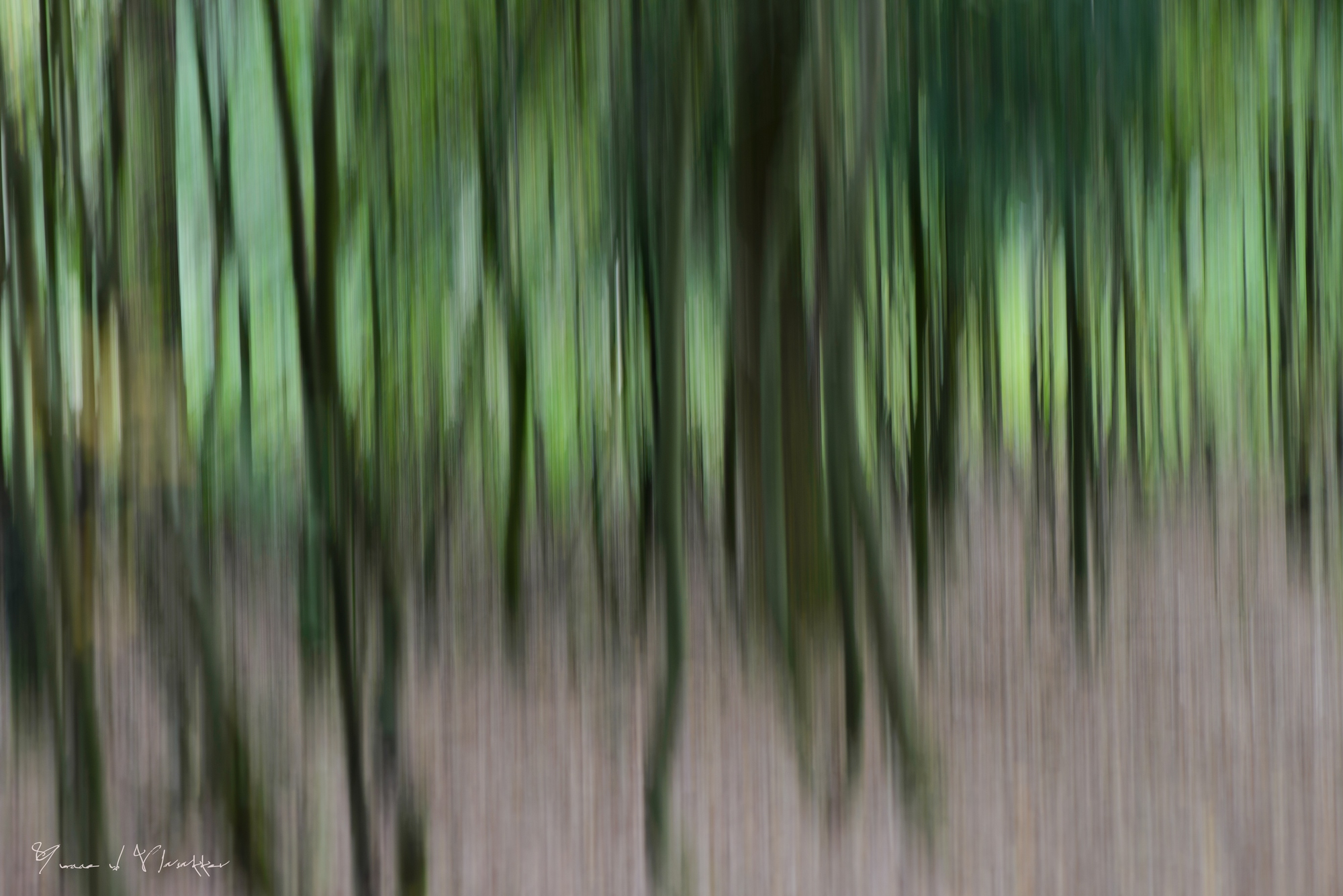 purple forest