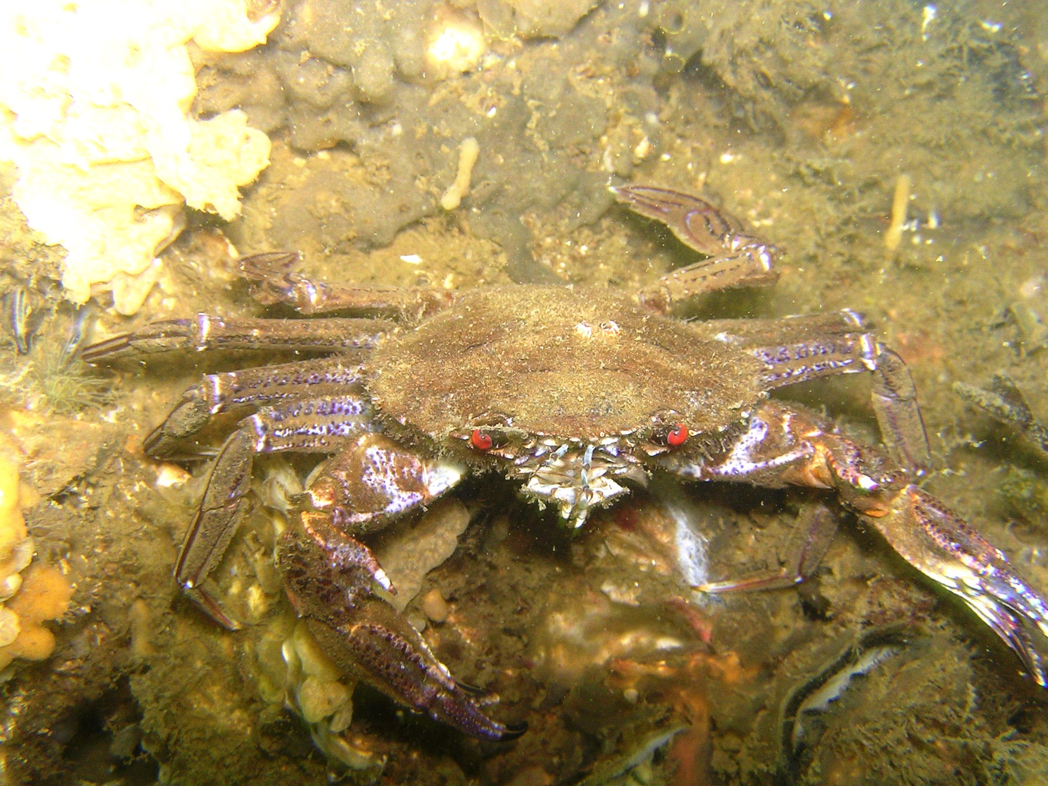 Fluwelen zwemkrab in de Oosterschelde