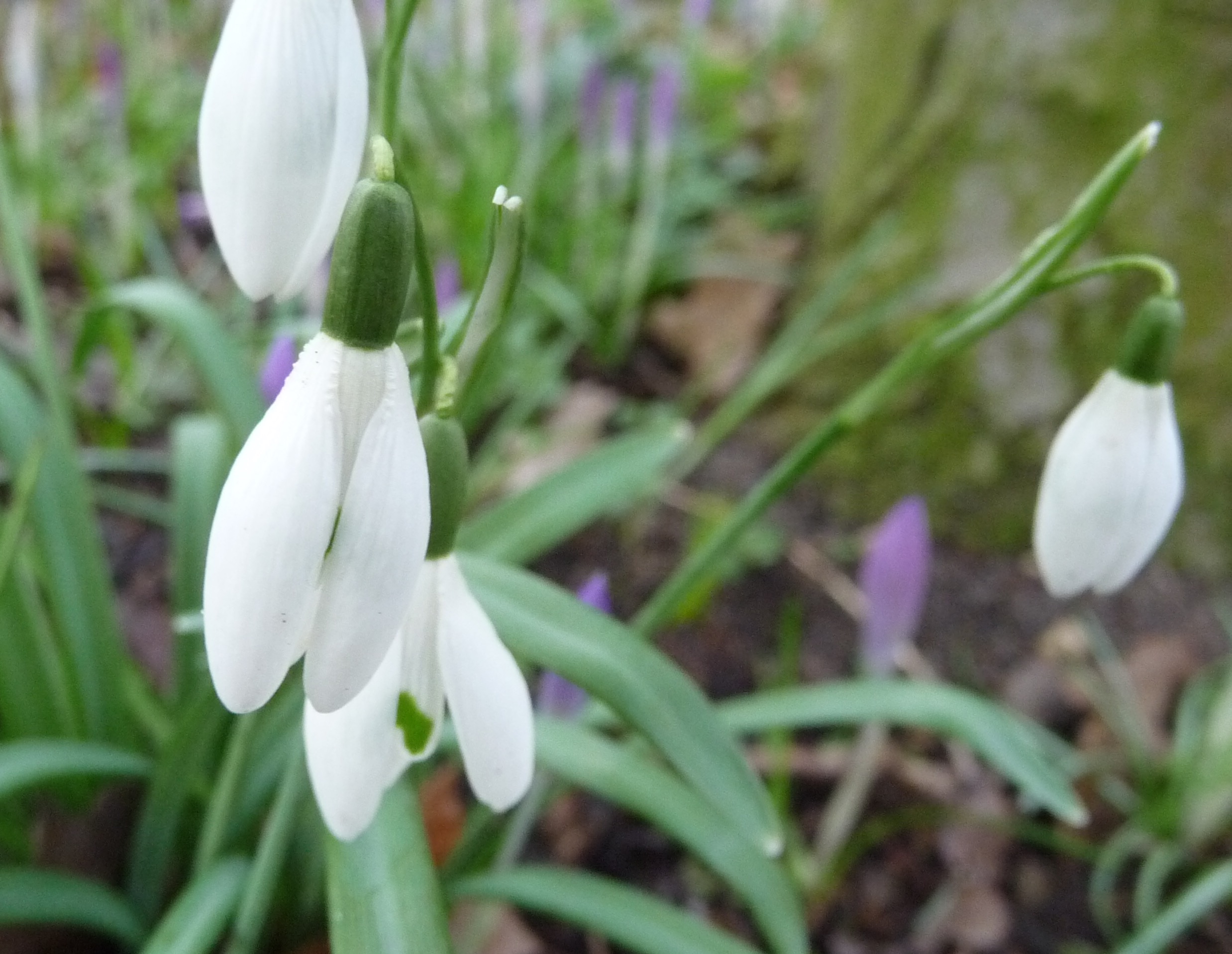 Sneeuwklokjes
