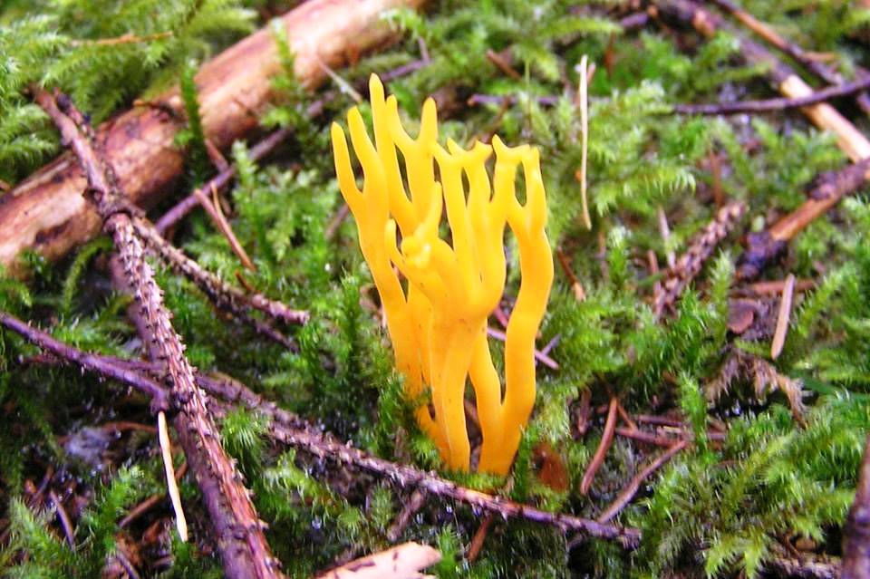 Kleverige koraalzwam