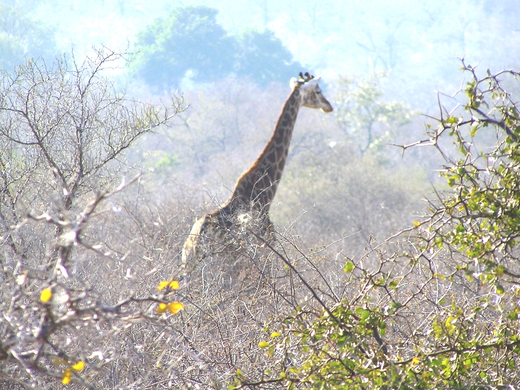 Giraffes in the mist.