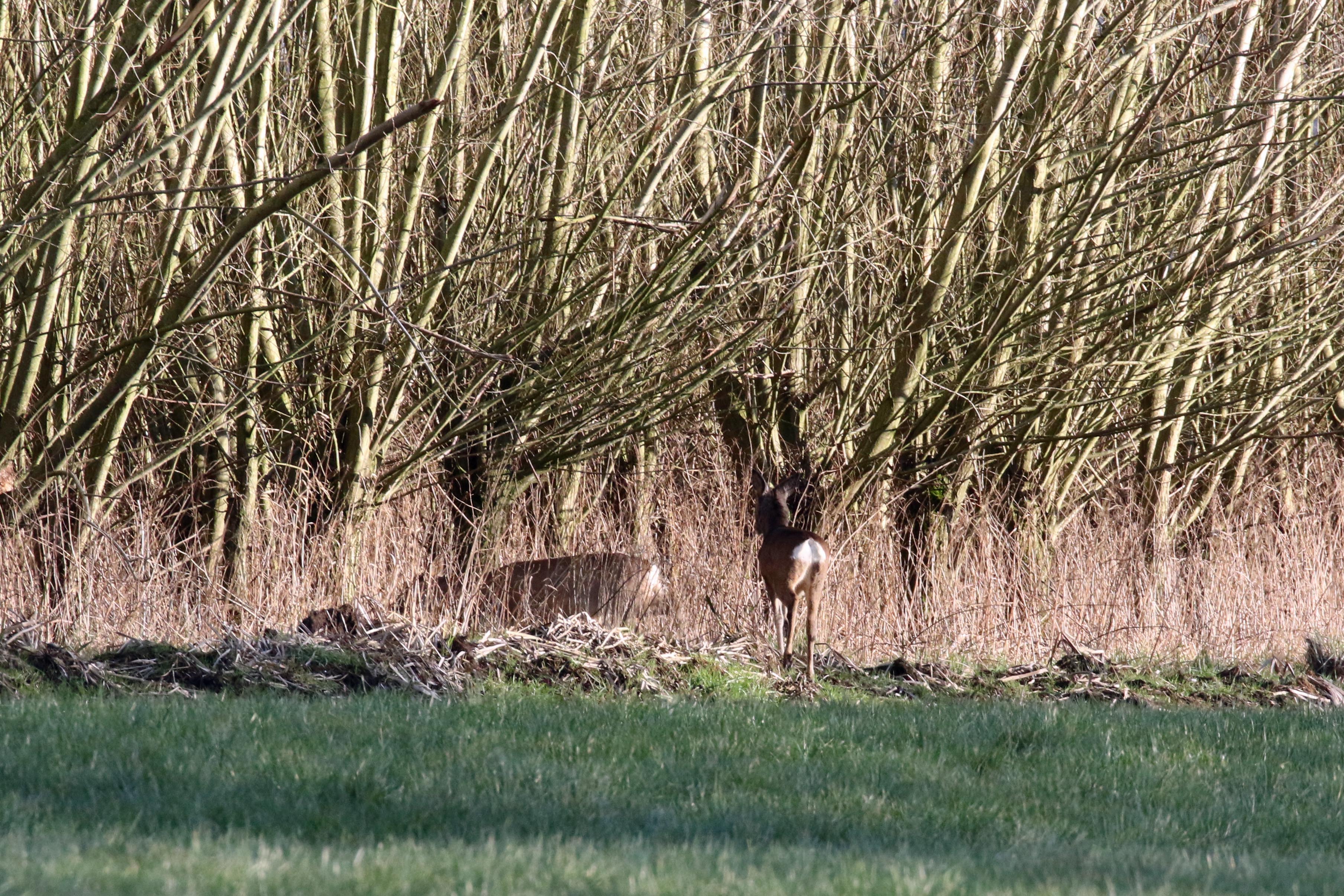 Weer terug in de grienden