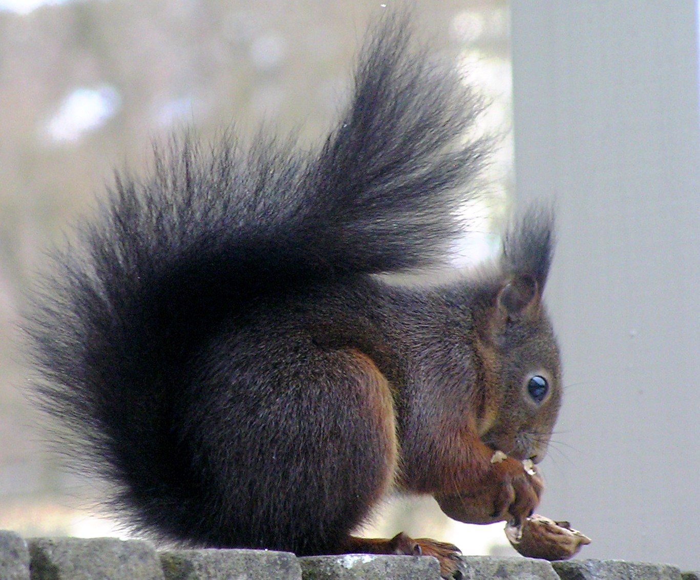 Eekhoorn eet walnoot