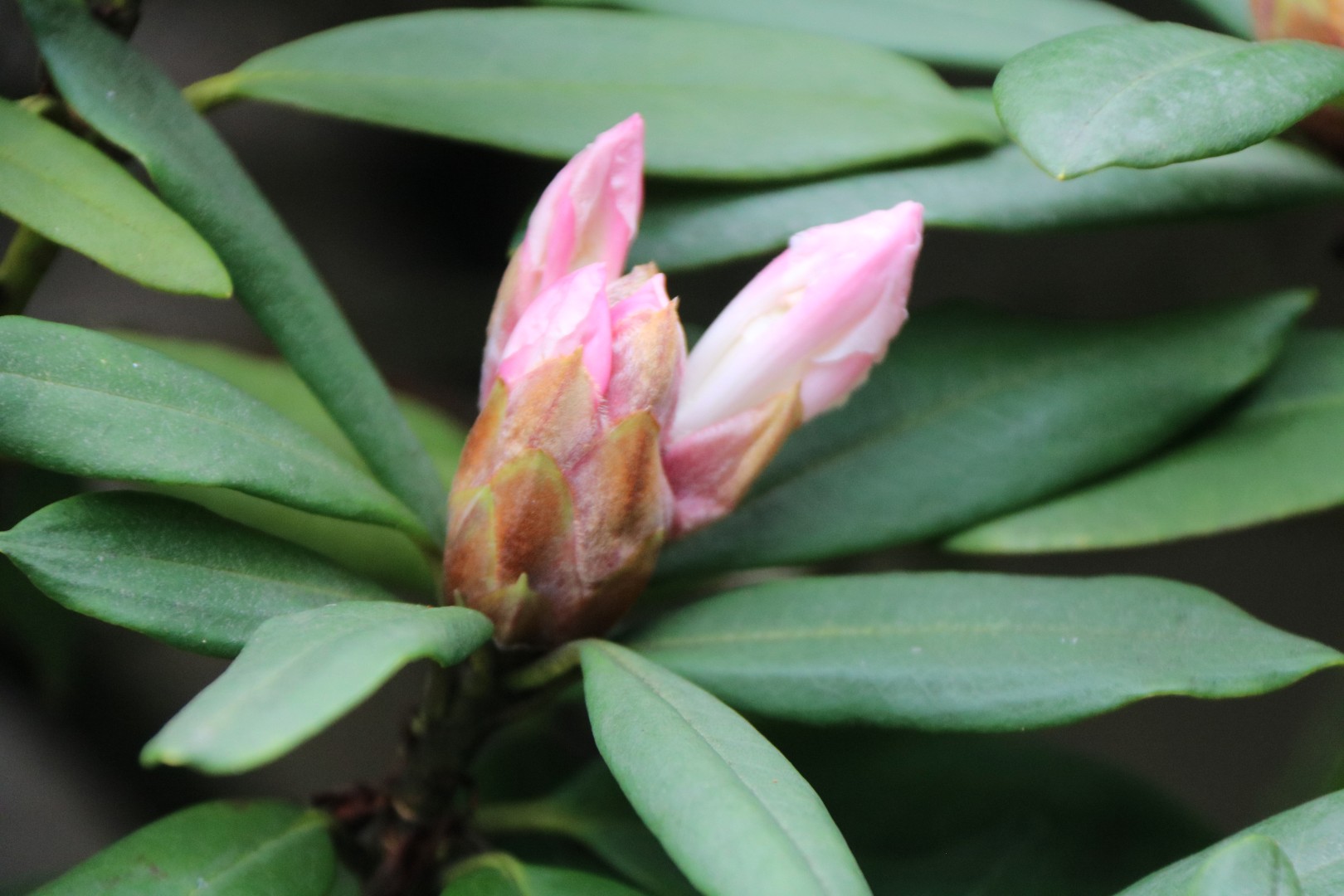 Rododendron in de knop