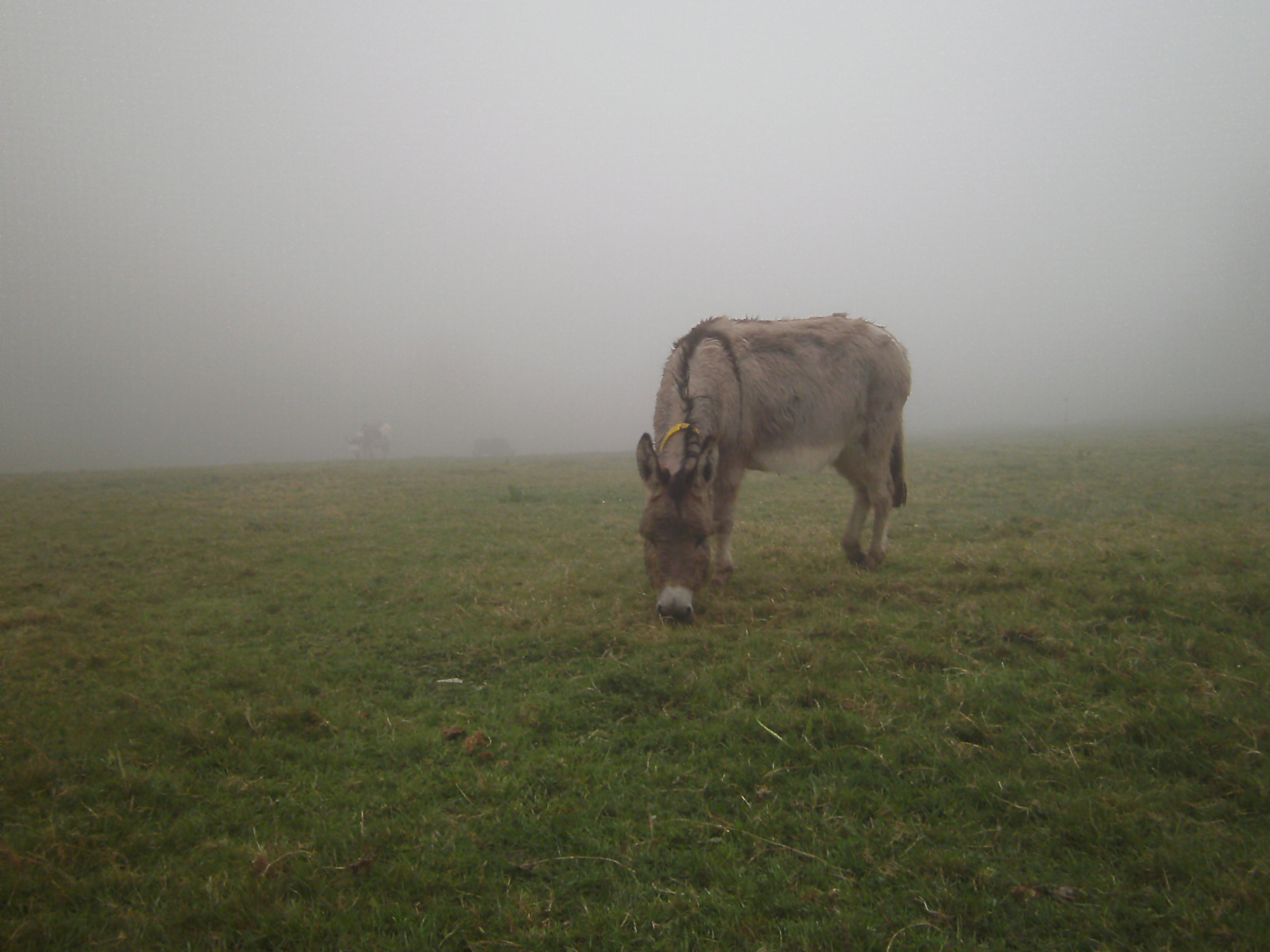 Ezel in de mist
