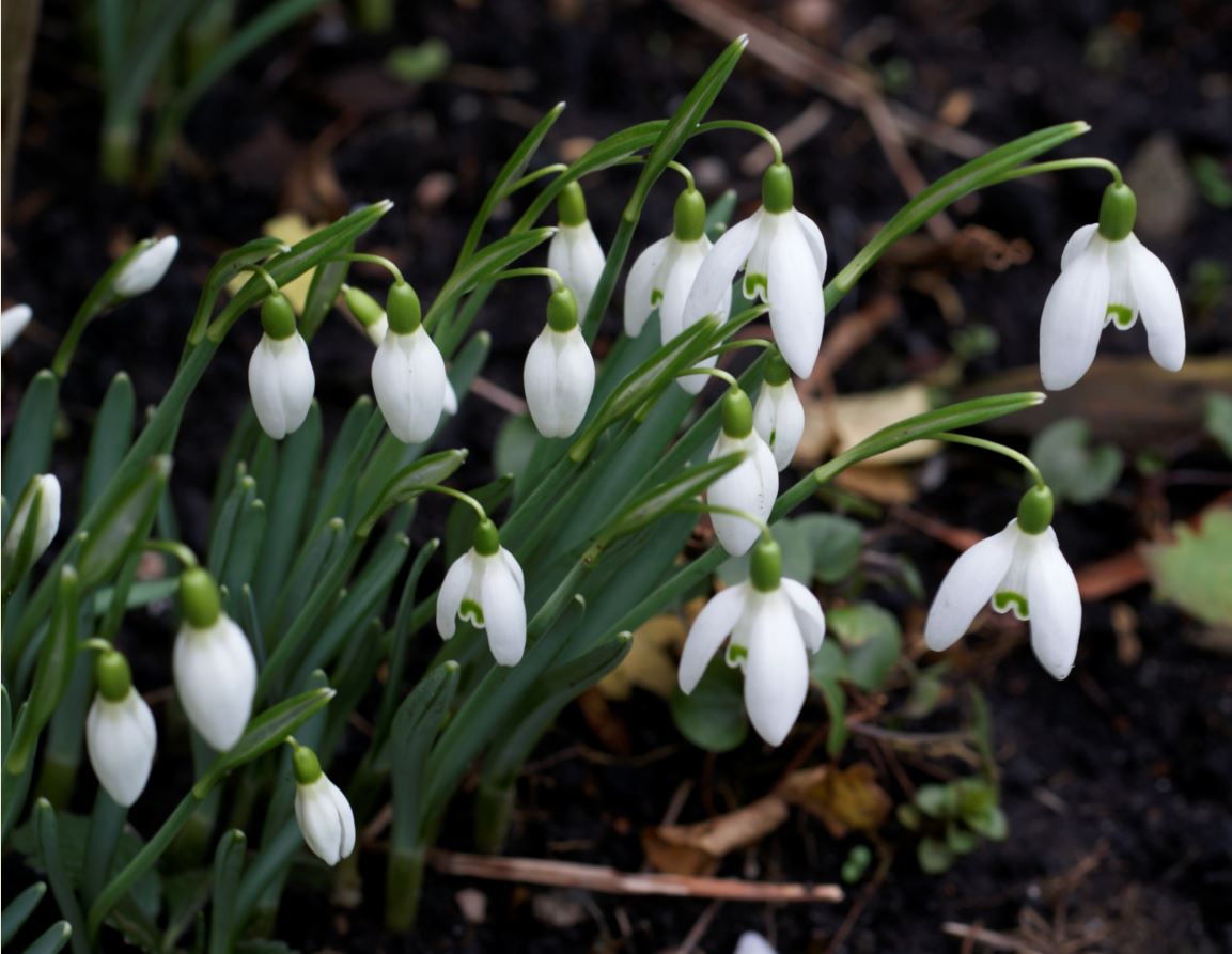 Sneeuwklokjes