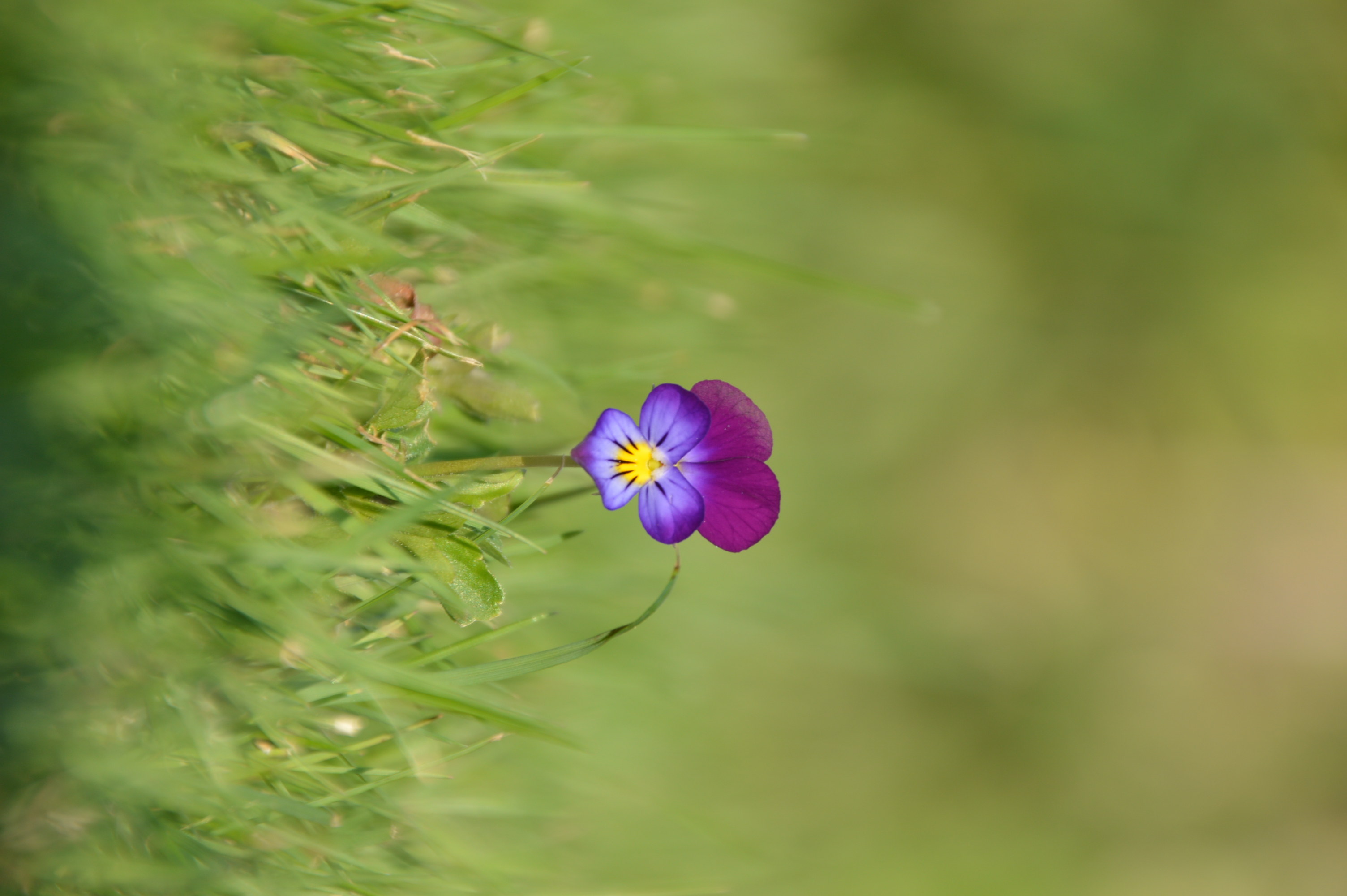 viooltje