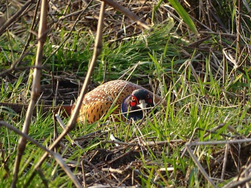 Fazant voelt zich betrapt