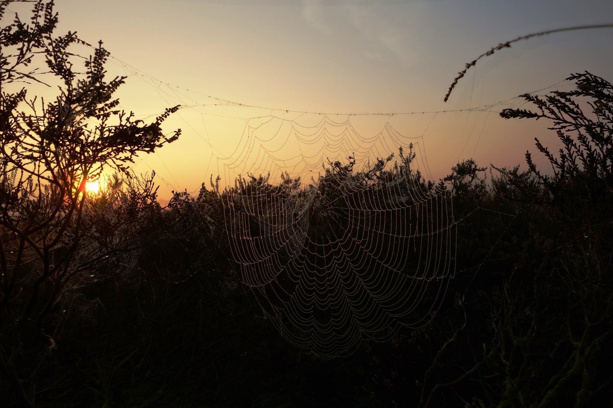 Spinnenweb in...