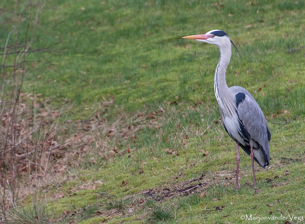 Meneer de reiger