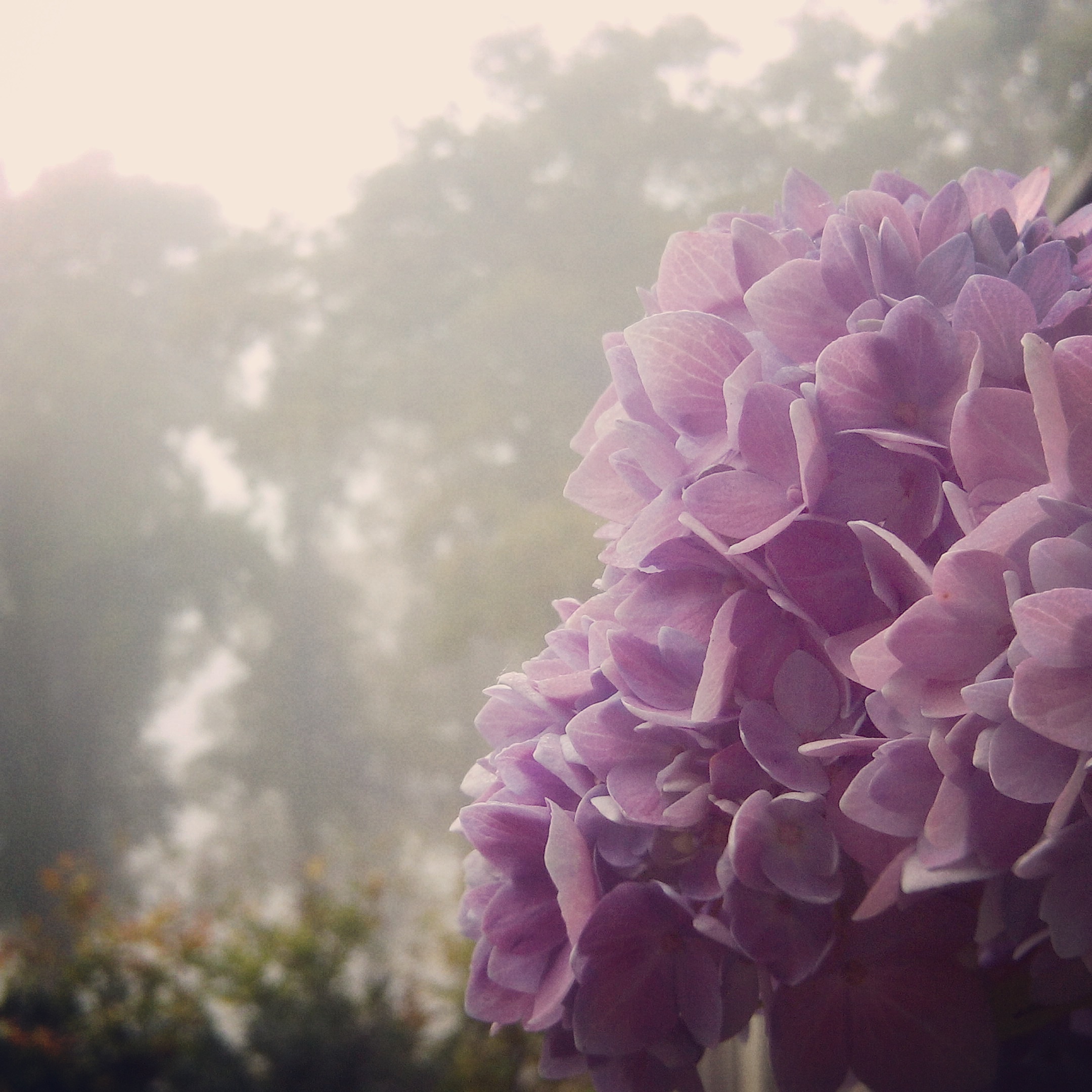Hortensia