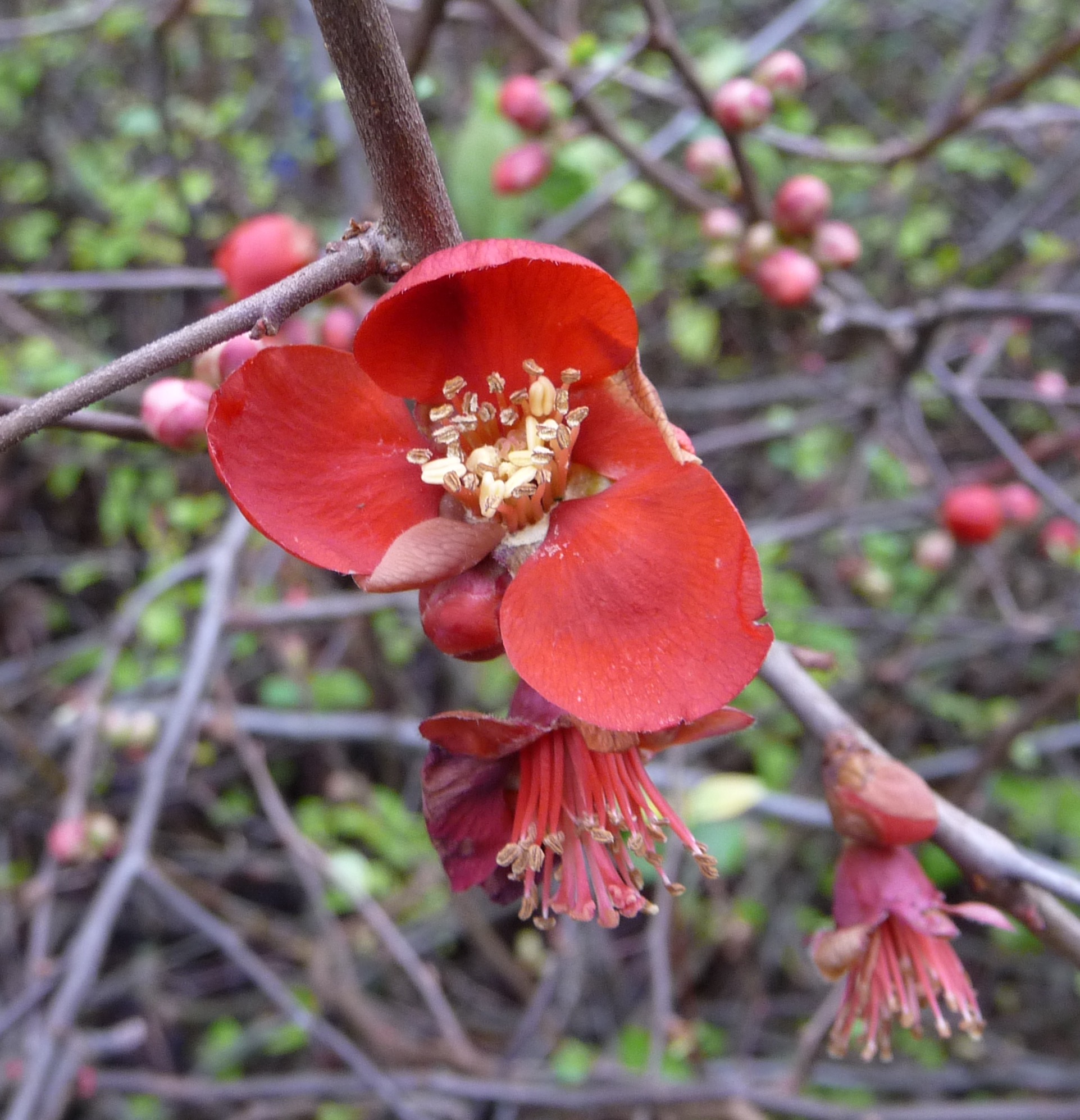 Chaenomeles