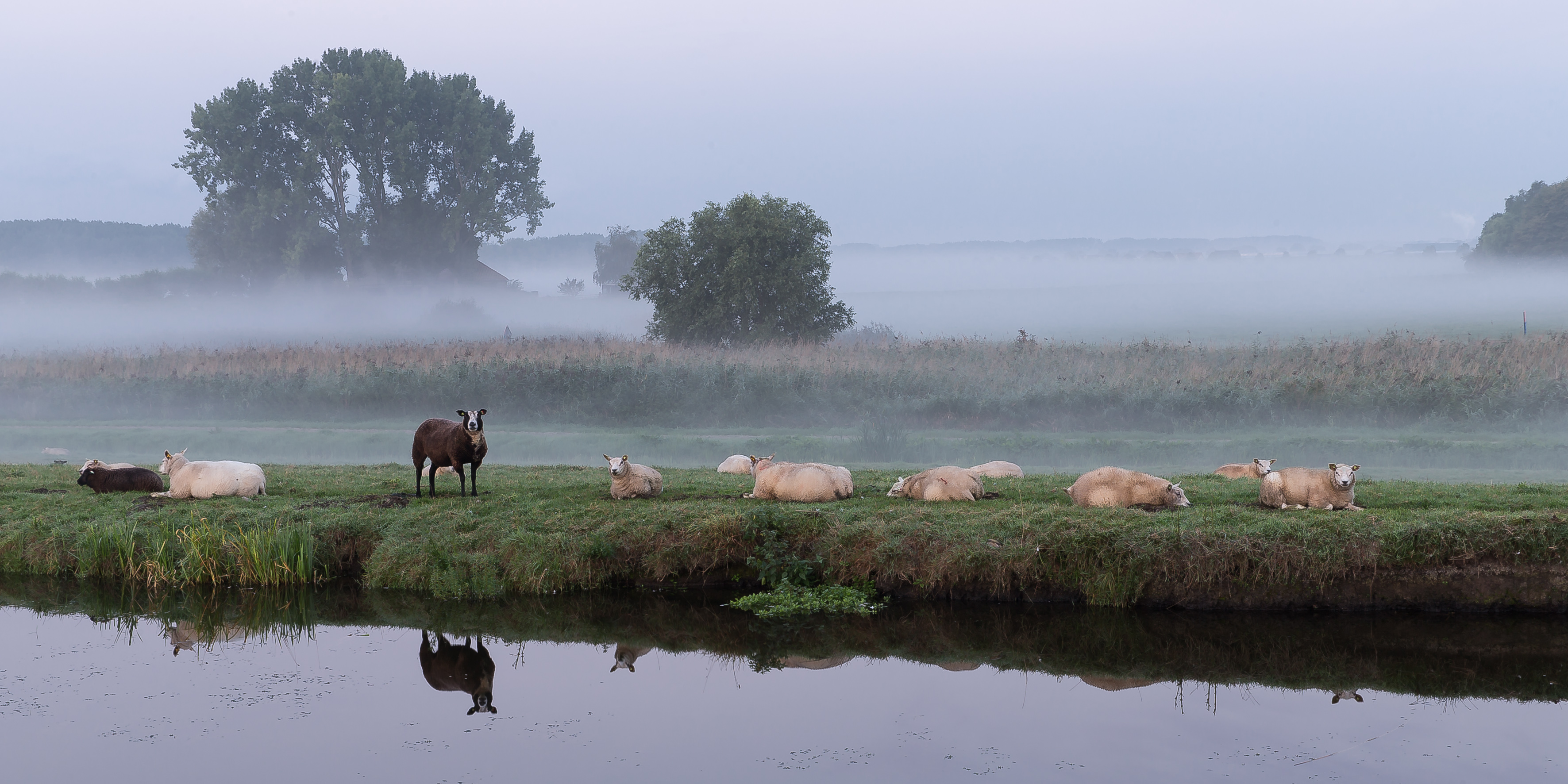 Schapen in de Mist