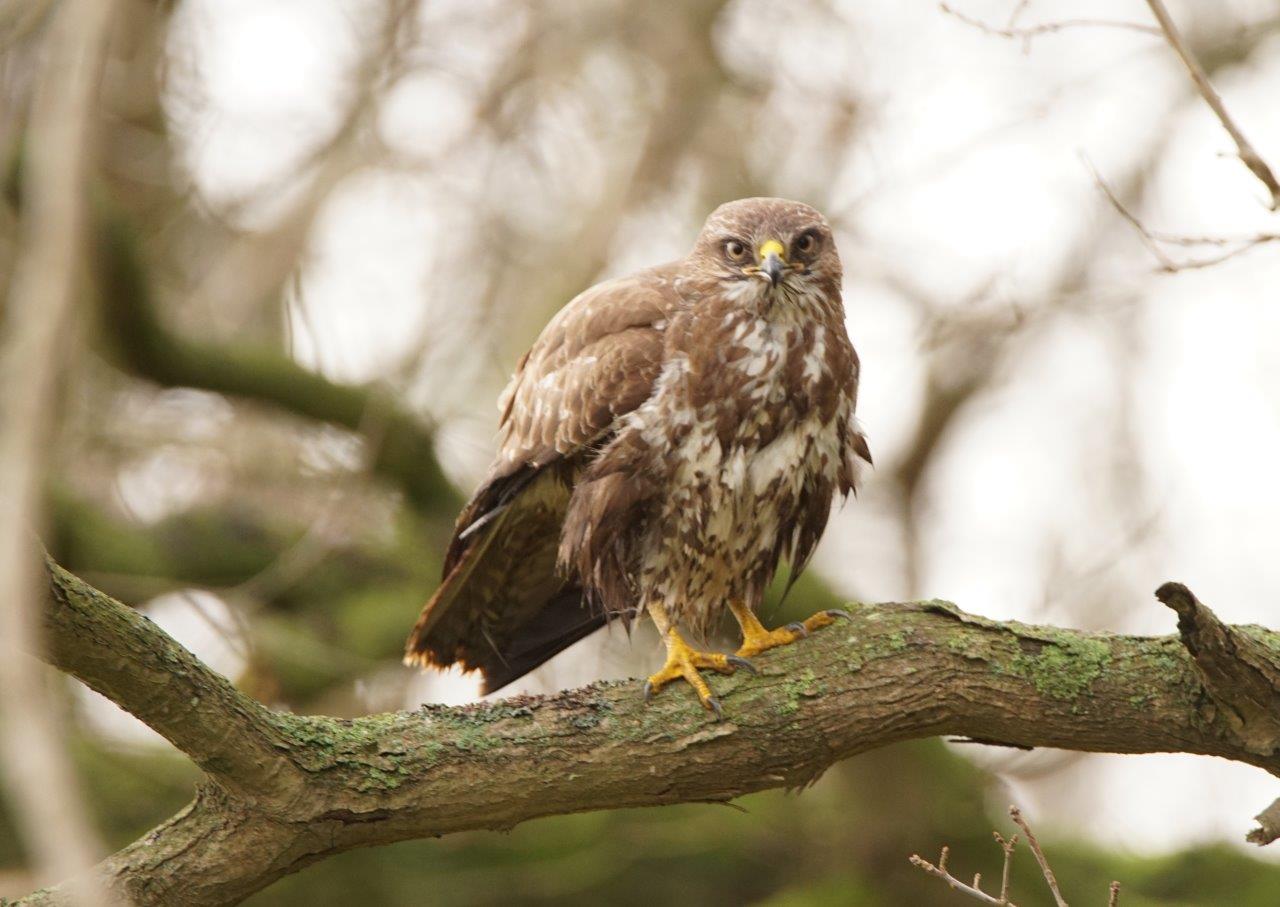 Buizerd 