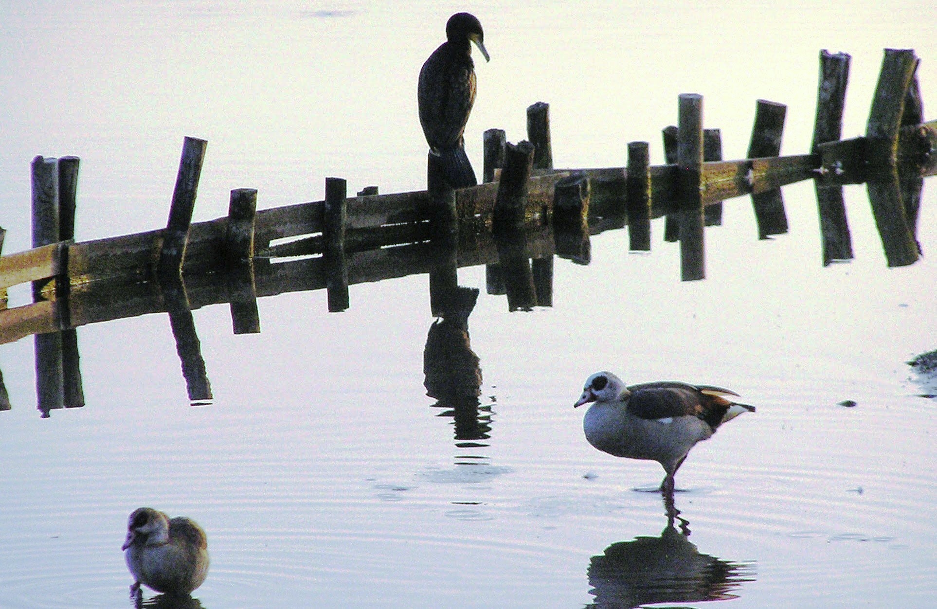 Aalscholver en twee Nijlganzen.