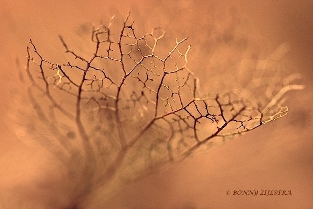 'Winterbeauty'