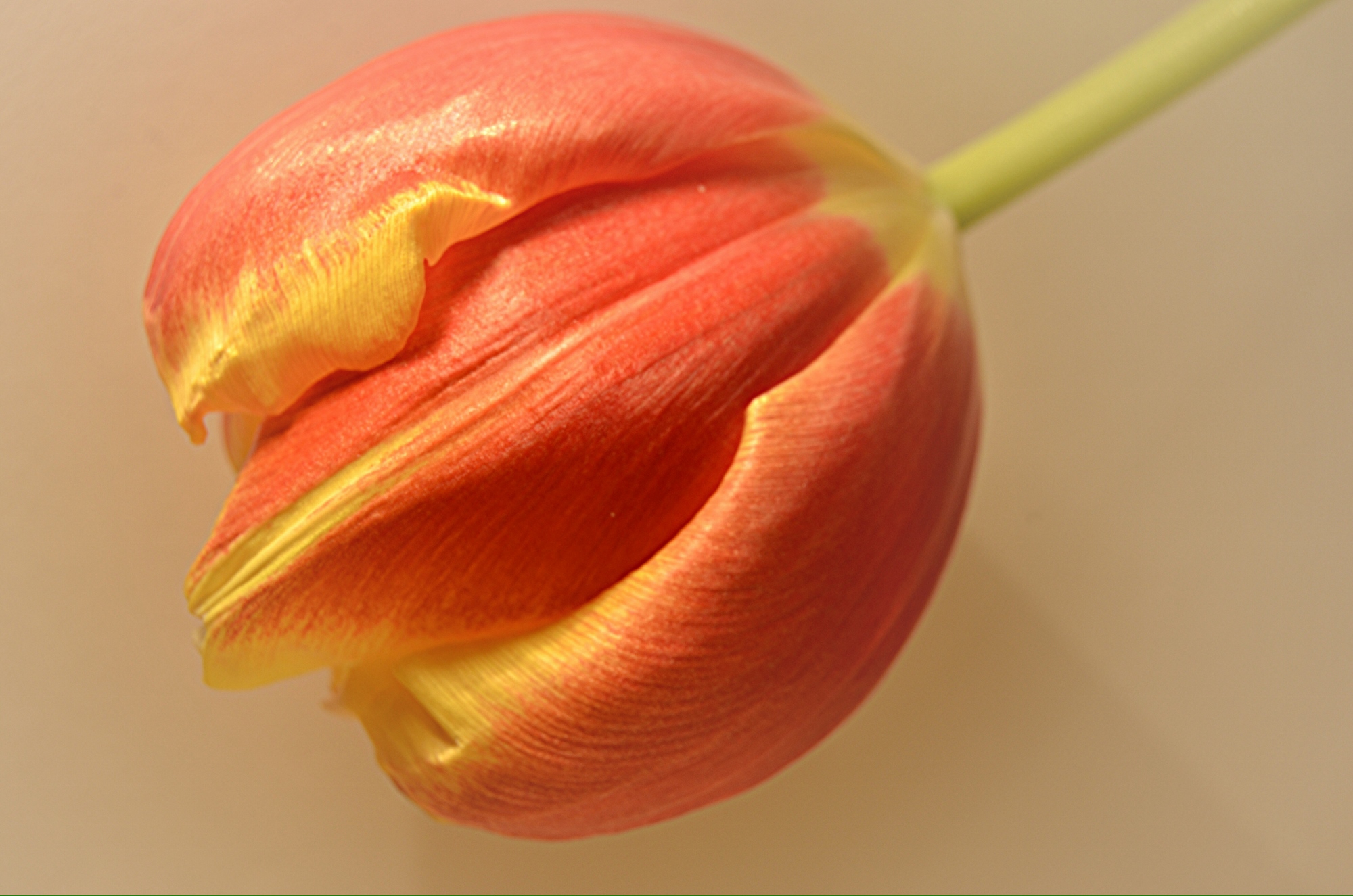 Tulp