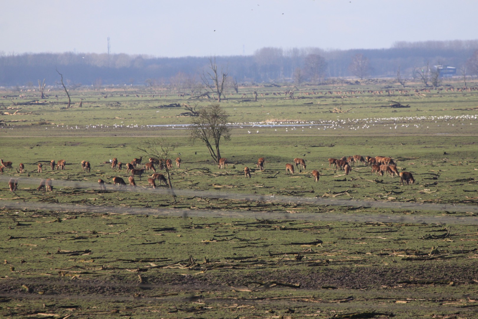 Edelherten en. meeuwen..