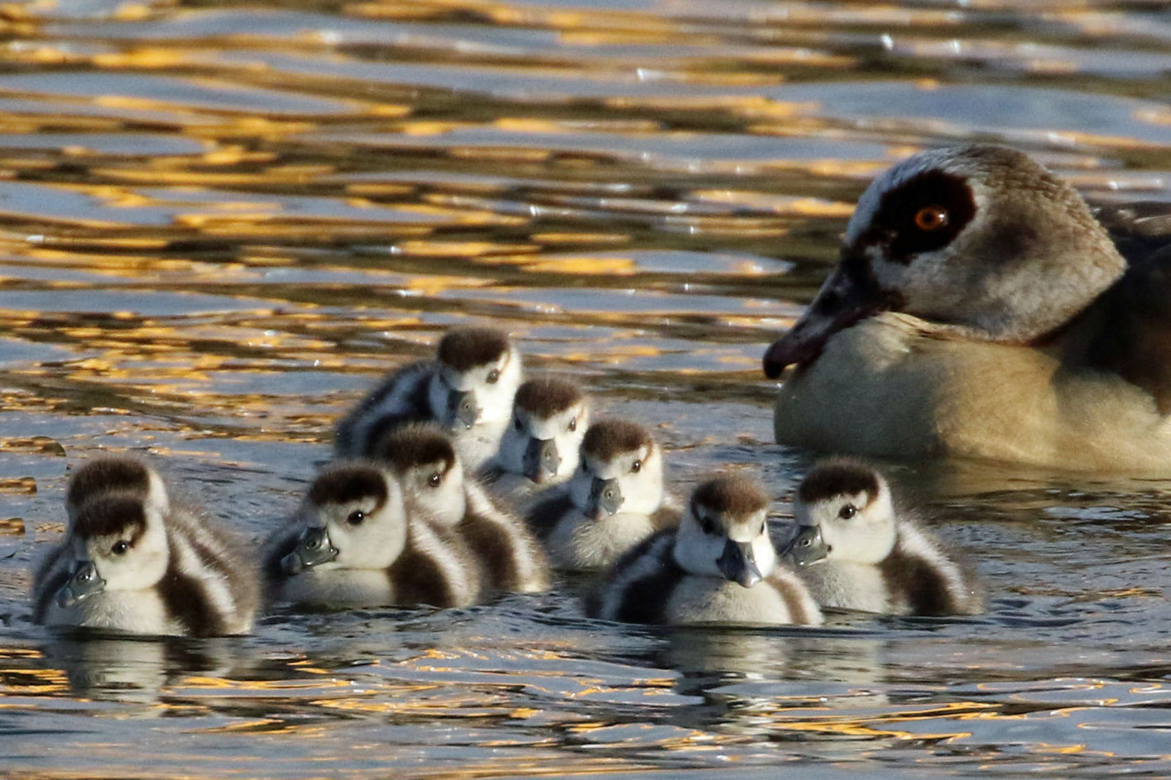 9 gansjes op de Linge