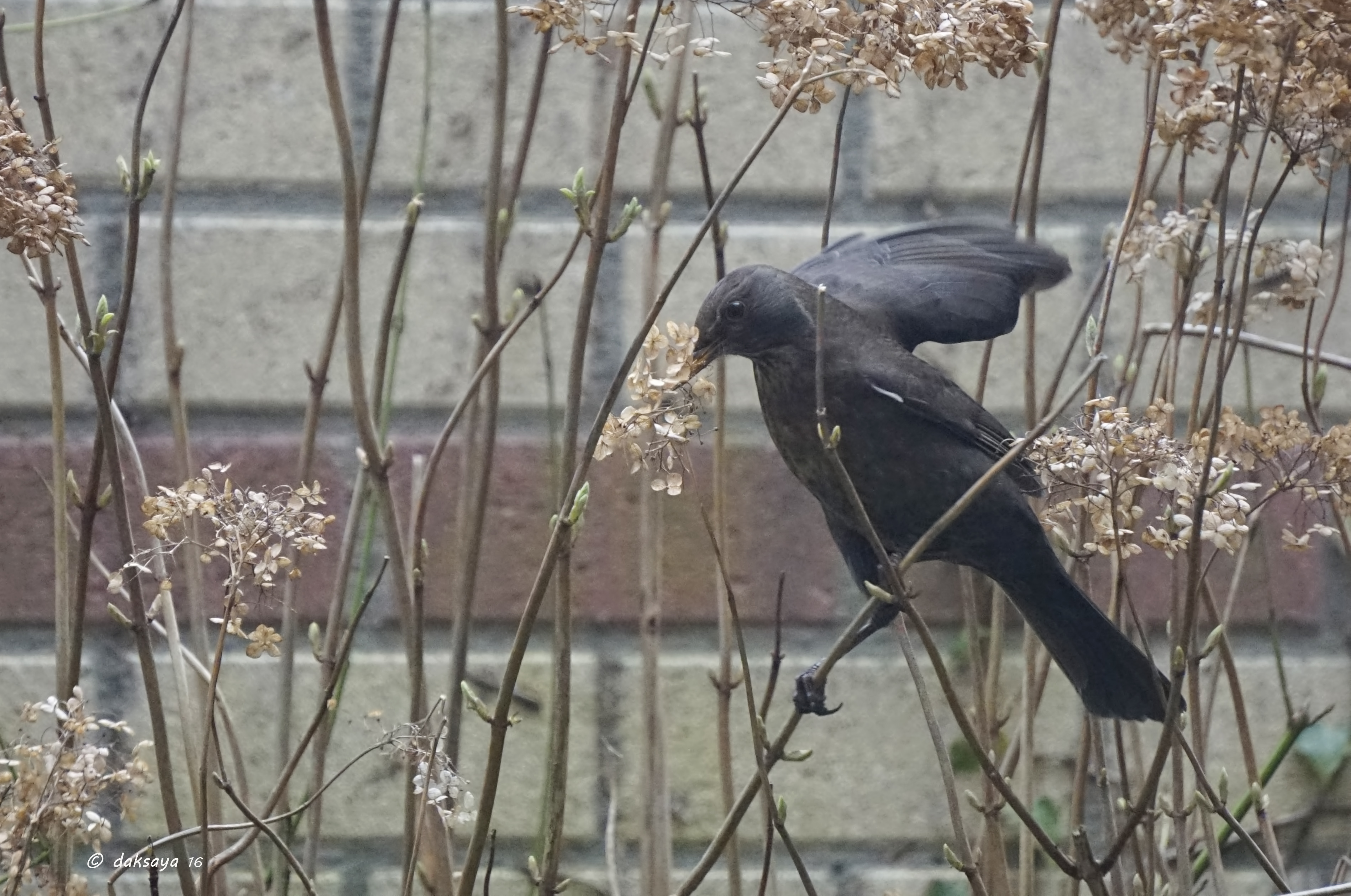 Nestmateriaal