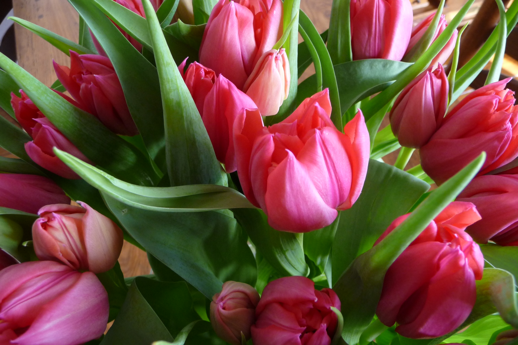 Tulpen