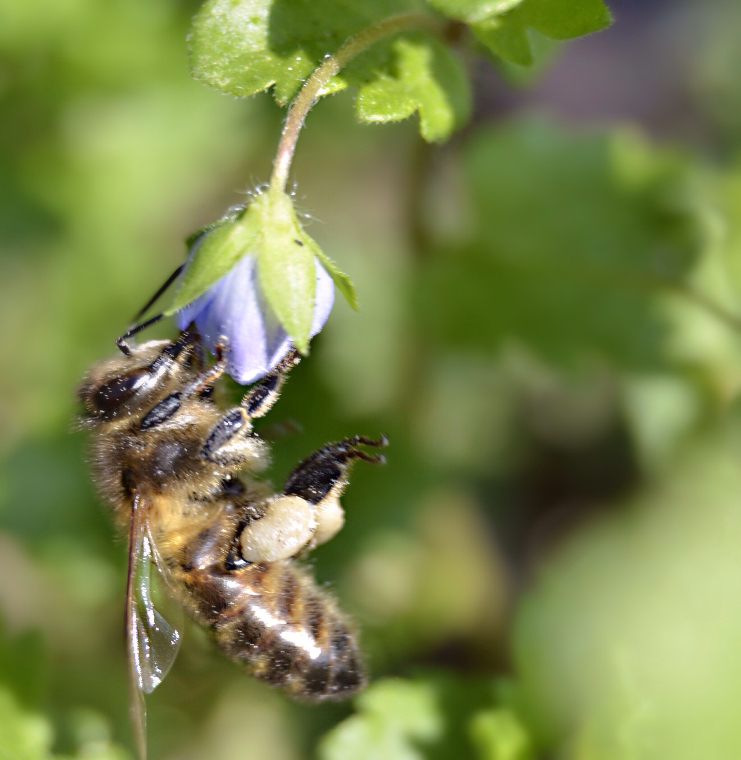 Groot Ereprijs jammie