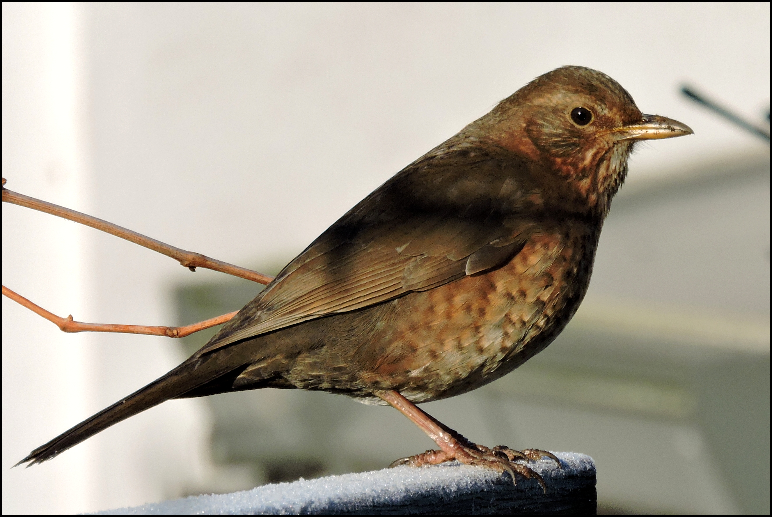 Het zonnetje in de tuin